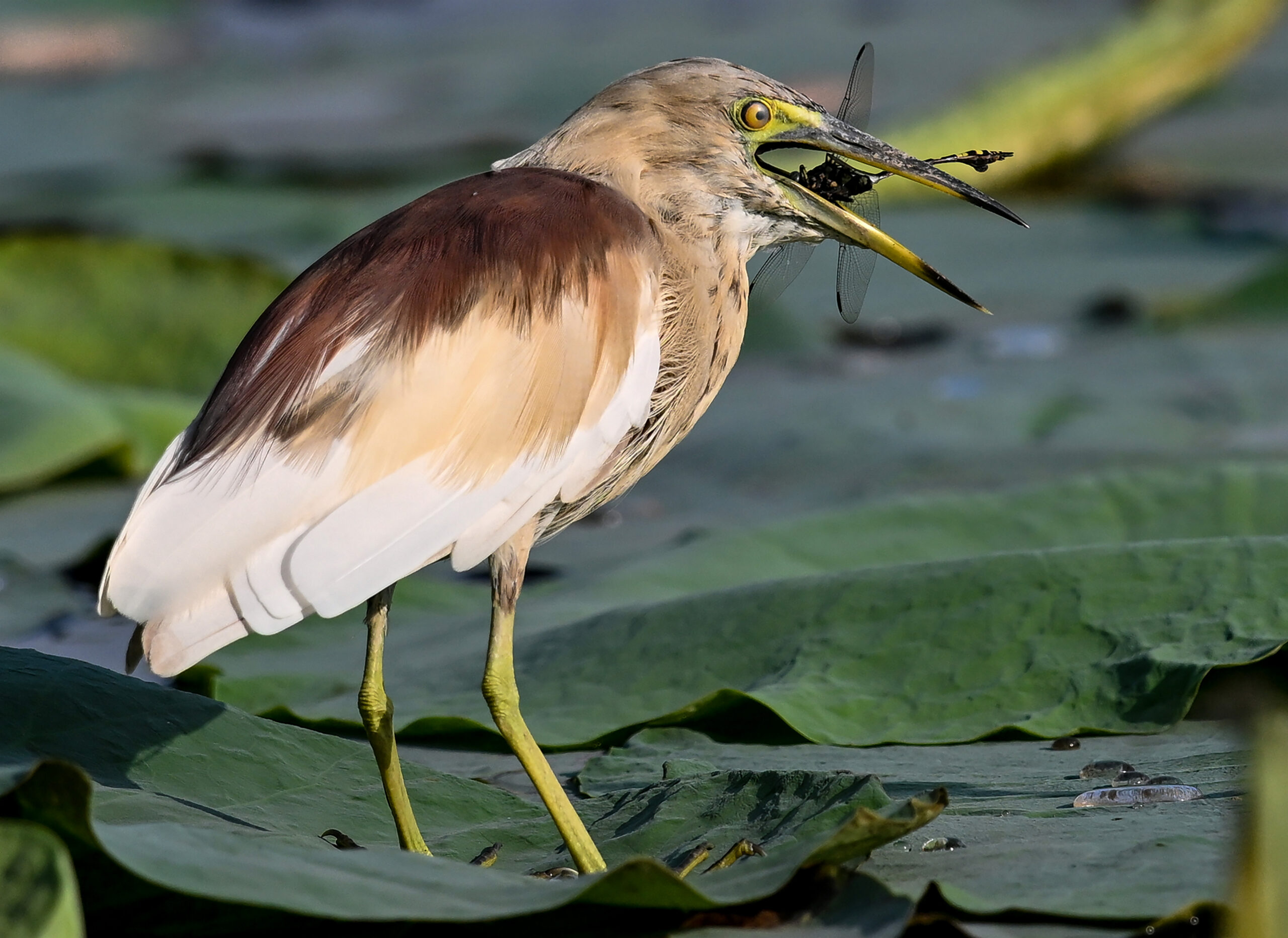 New Delhi: Wildlife at Lotus Garden in Yamuna River #Gallery New Delhi: Wildlife at Lotus Garden in Yamuna River #Gallery