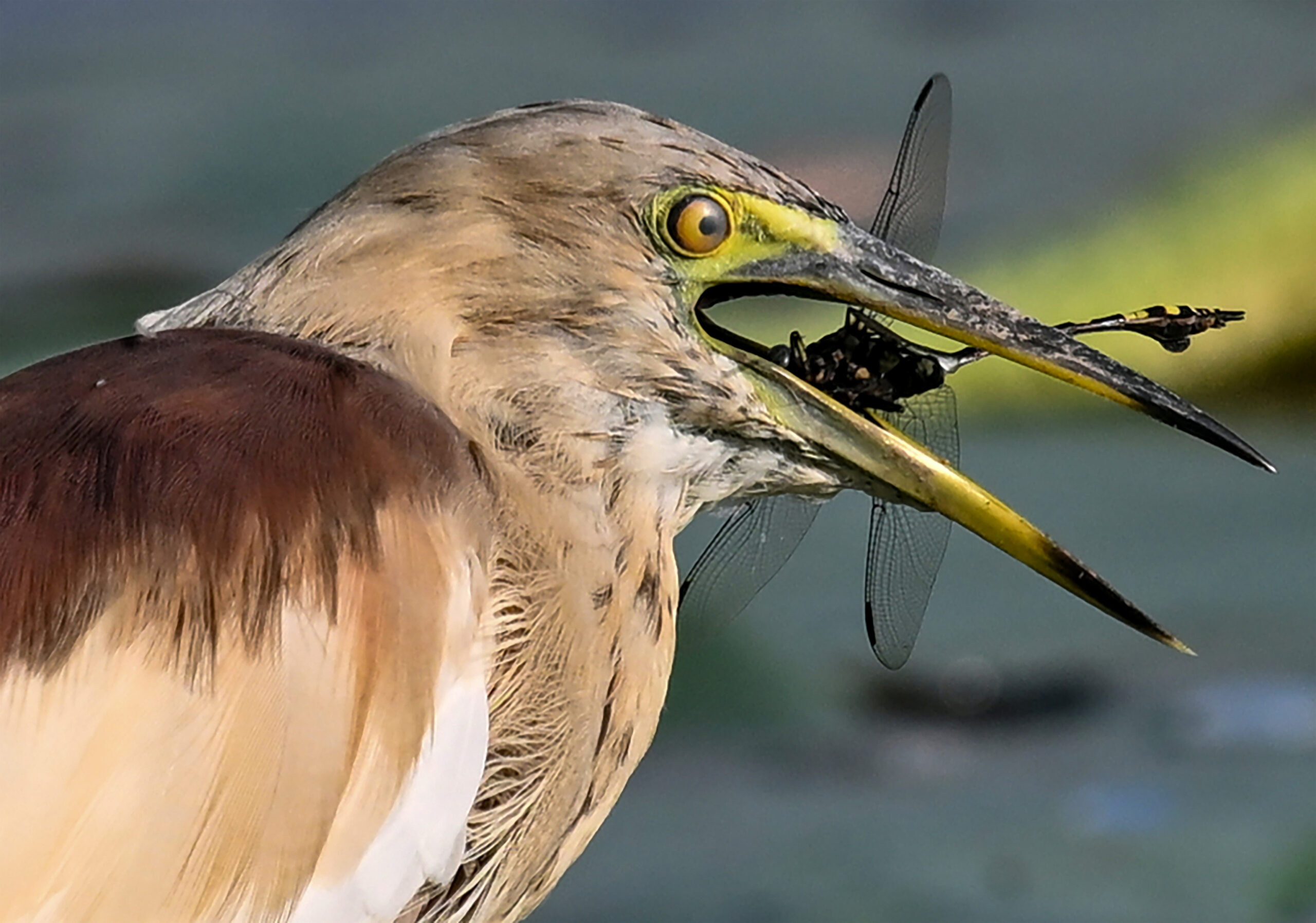 New Delhi: Wildlife at Lotus Garden in Yamuna River #Gallery New Delhi: Wildlife at Lotus Garden in Yamuna River #Gallery
