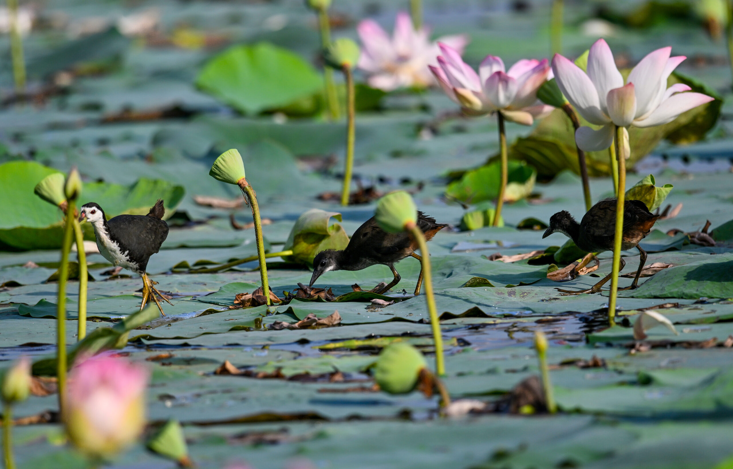 New Delhi: Wildlife at Lotus Garden in Yamuna River #Gallery New Delhi: Wildlife at Lotus Garden in Yamuna River #Gallery