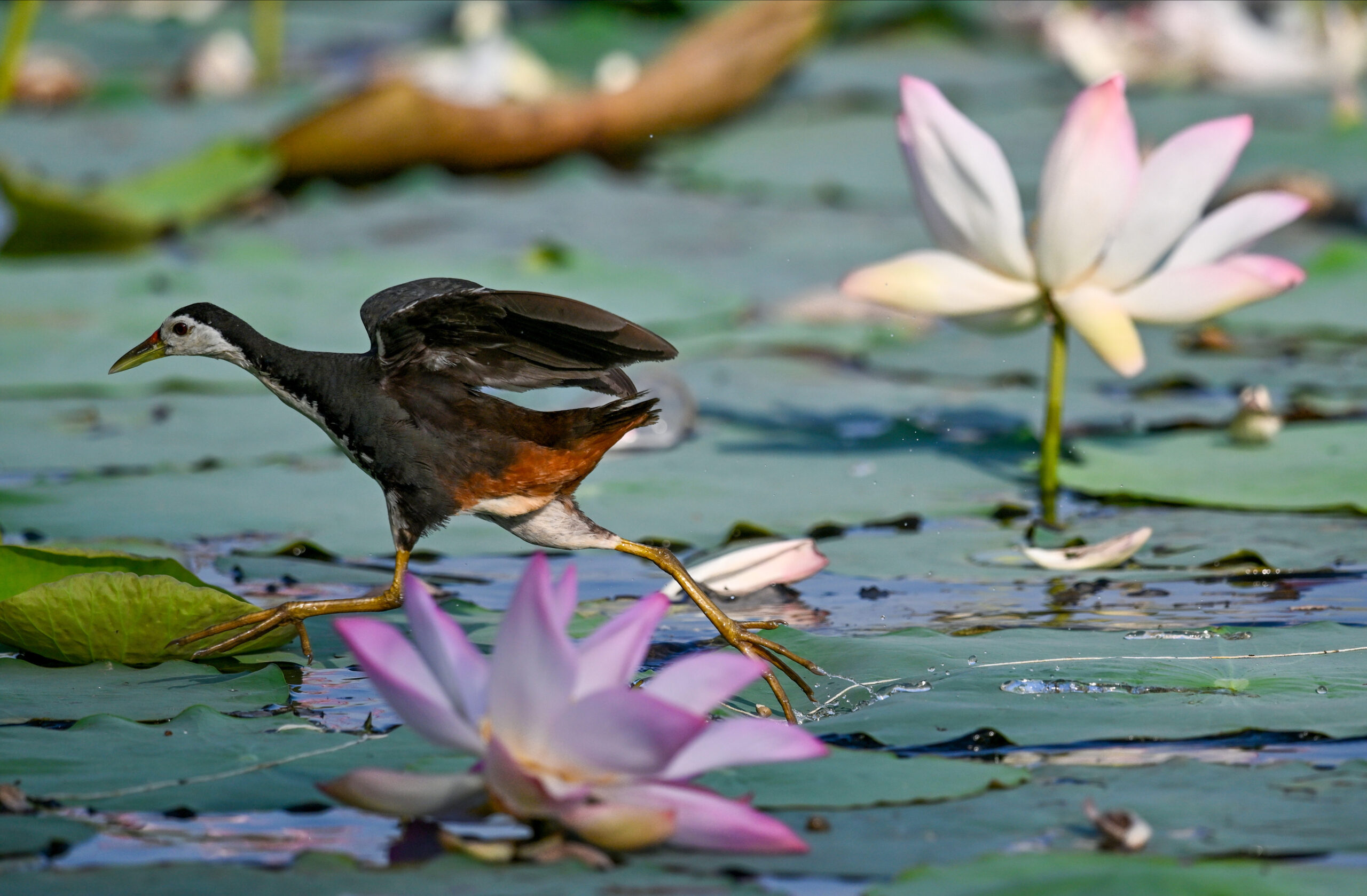 New Delhi: Wildlife at Lotus Garden in Yamuna River #Gallery New Delhi: Wildlife at Lotus Garden in Yamuna River #Gallery