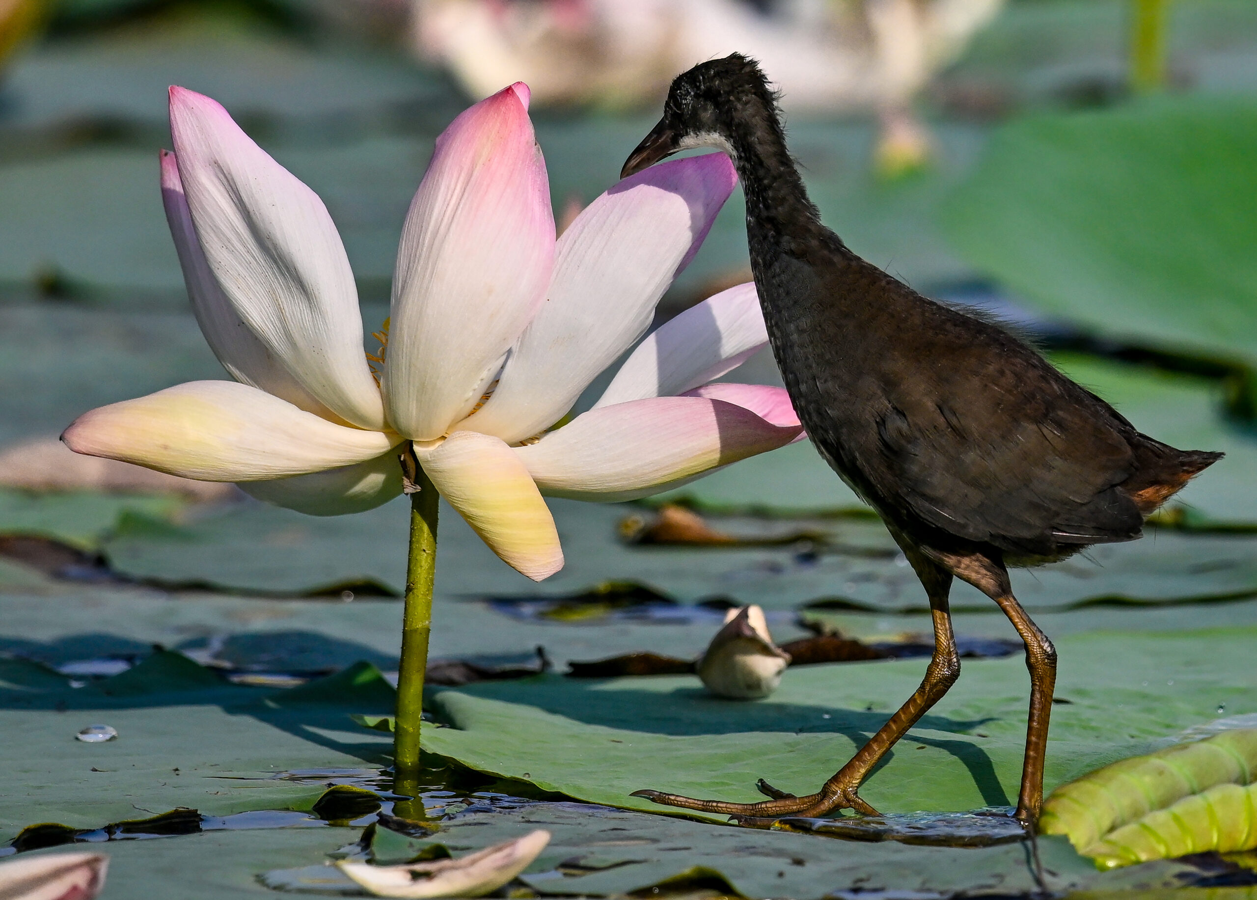 New Delhi: Wildlife at Lotus Garden in Yamuna River #Gallery New Delhi: Wildlife at Lotus Garden in Yamuna River #Gallery