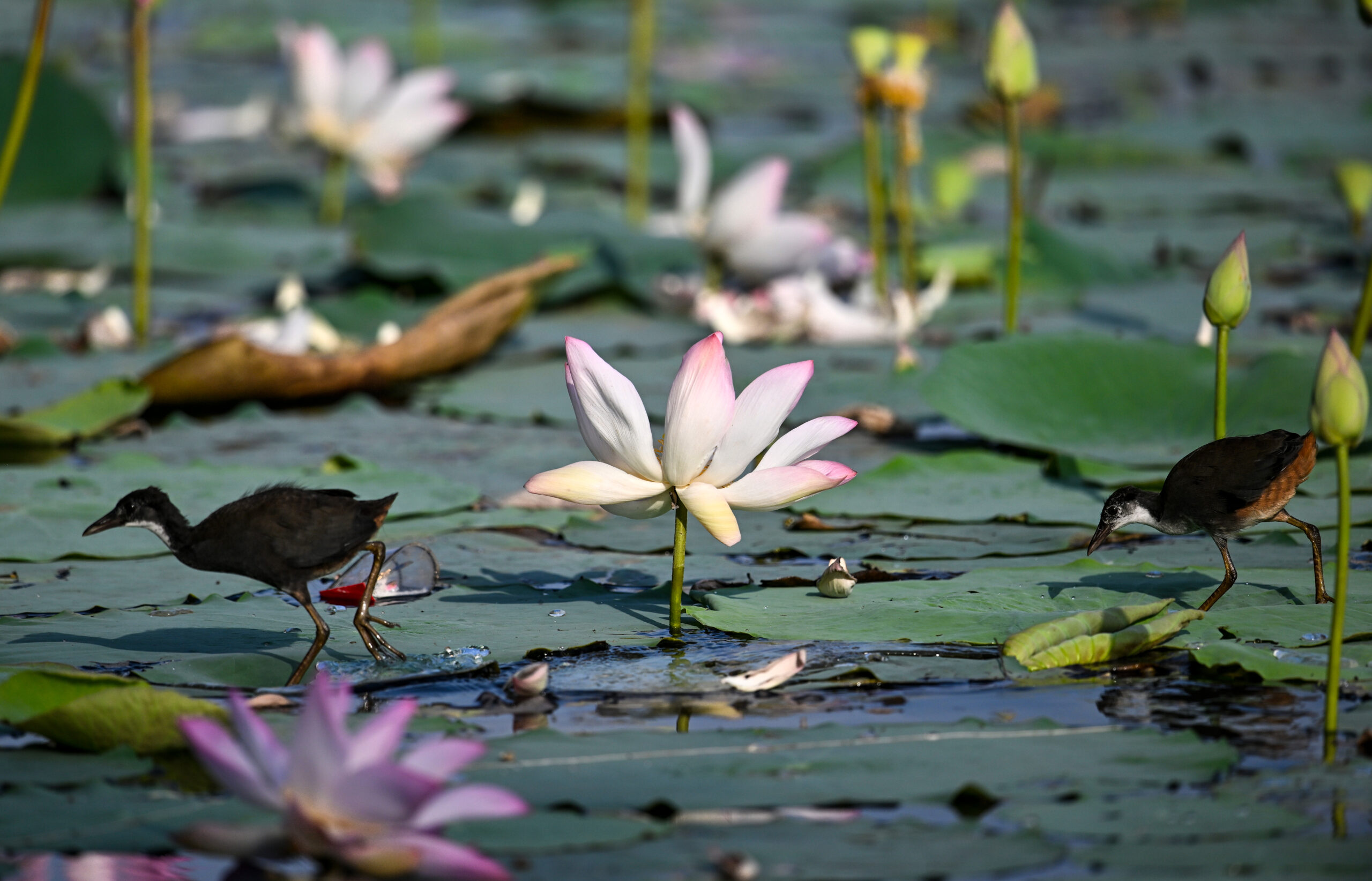 New Delhi: Wildlife at Lotus Garden in Yamuna River #Gallery New Delhi: Wildlife at Lotus Garden in Yamuna River #Gallery