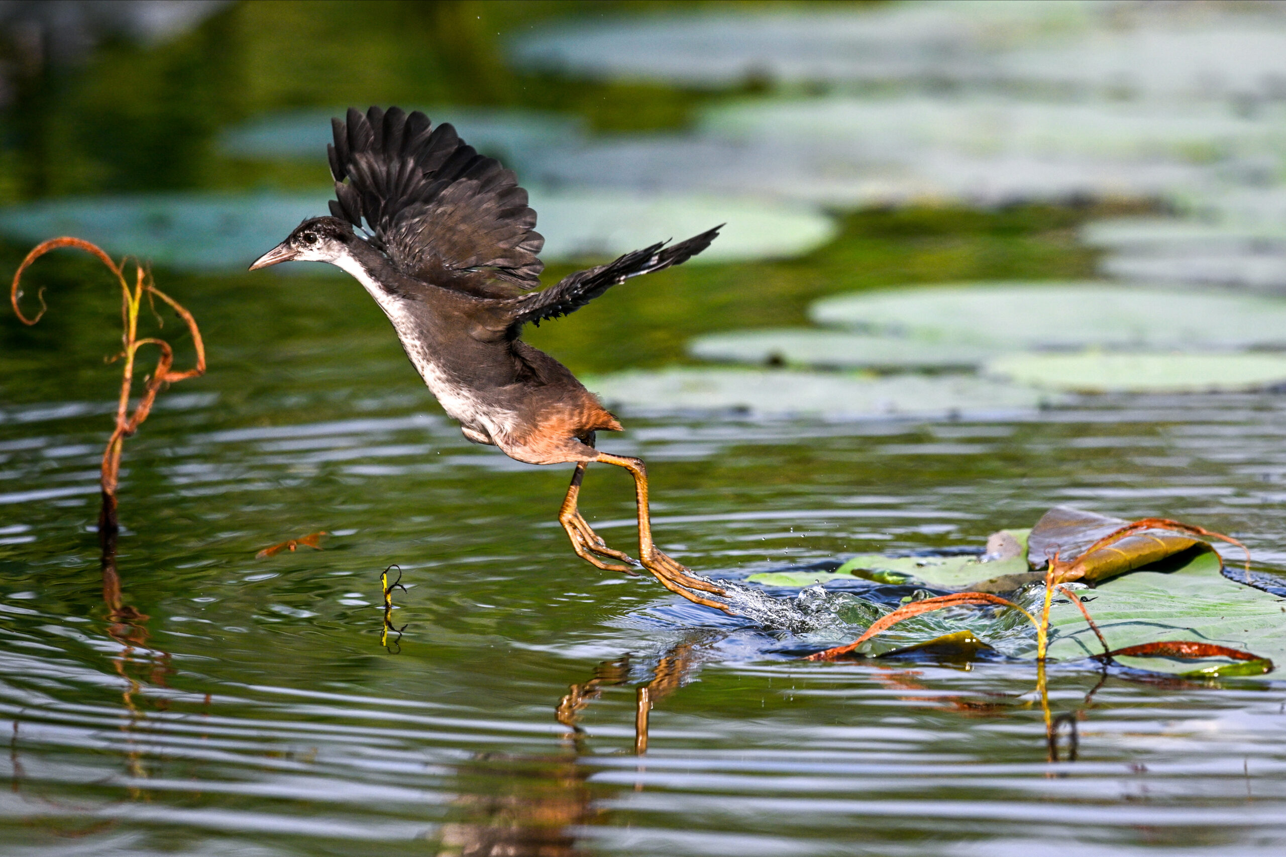 New Delhi: Wildlife at Lotus Garden in Yamuna River #Gallery New Delhi: Wildlife at Lotus Garden in Yamuna River #Gallery