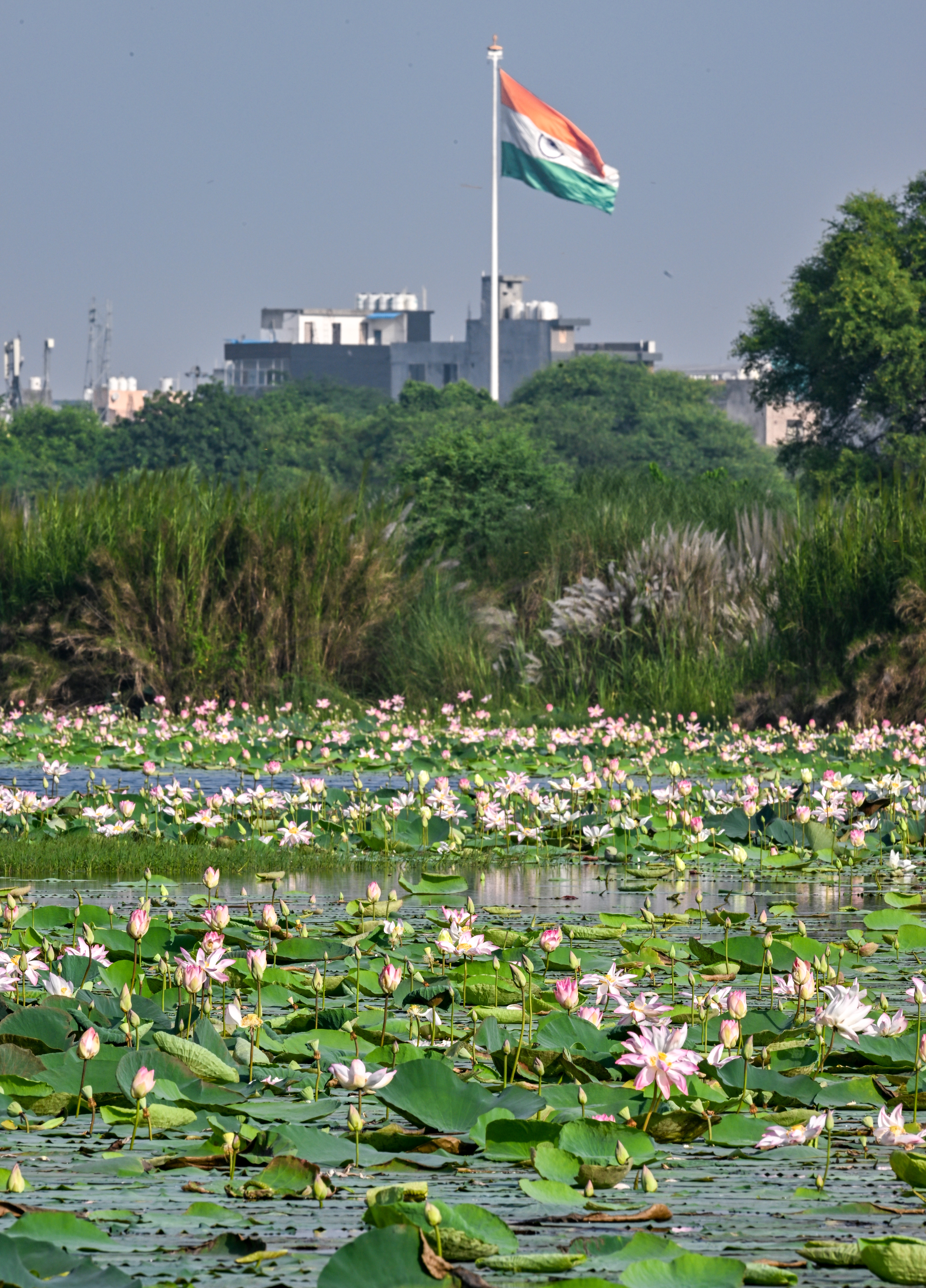 New Delhi: Wildlife at Lotus Garden in Yamuna River #Gallery New Delhi: Wildlife at Lotus Garden in Yamuna River #Gallery