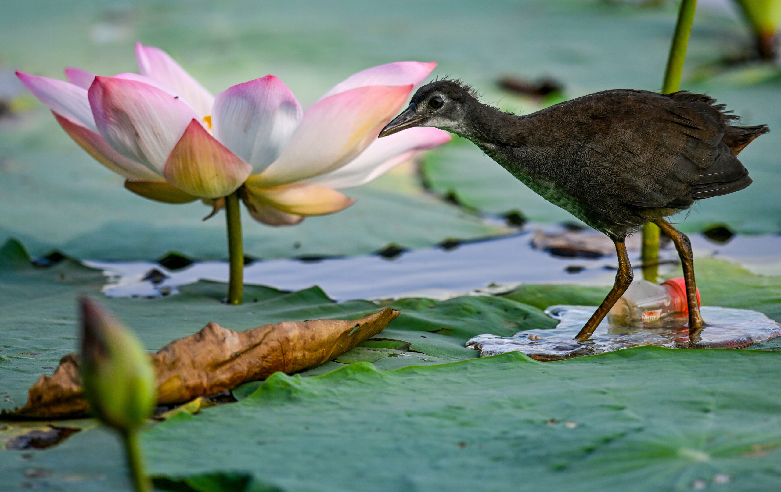 New Delhi: Wildlife at Lotus Garden in Yamuna River #Gallery New Delhi: Wildlife at Lotus Garden in Yamuna River #Gallery