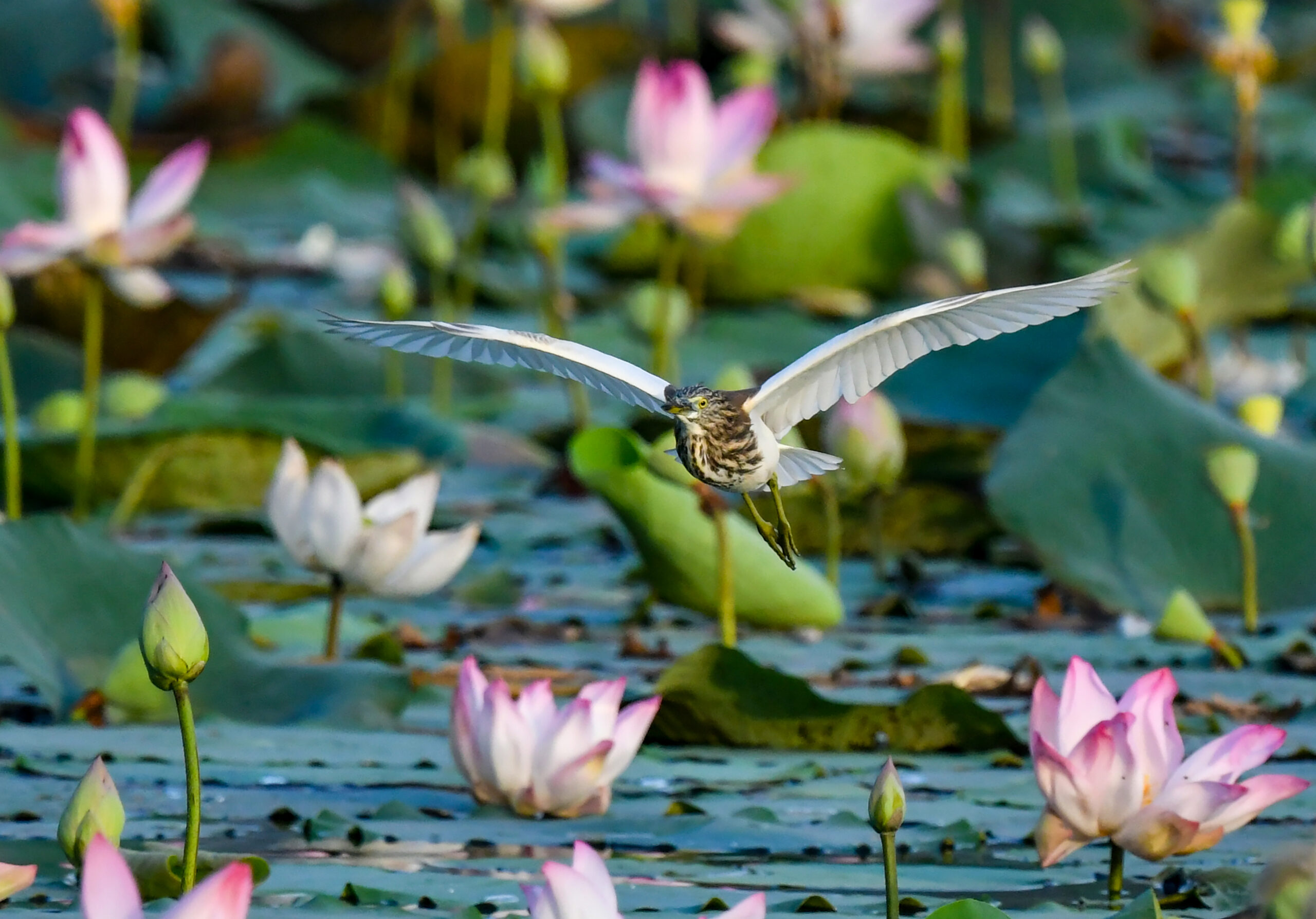 New Delhi: Wildlife at Lotus Garden in Yamuna River #Gallery New Delhi: Wildlife at Lotus Garden in Yamuna River #Gallery
