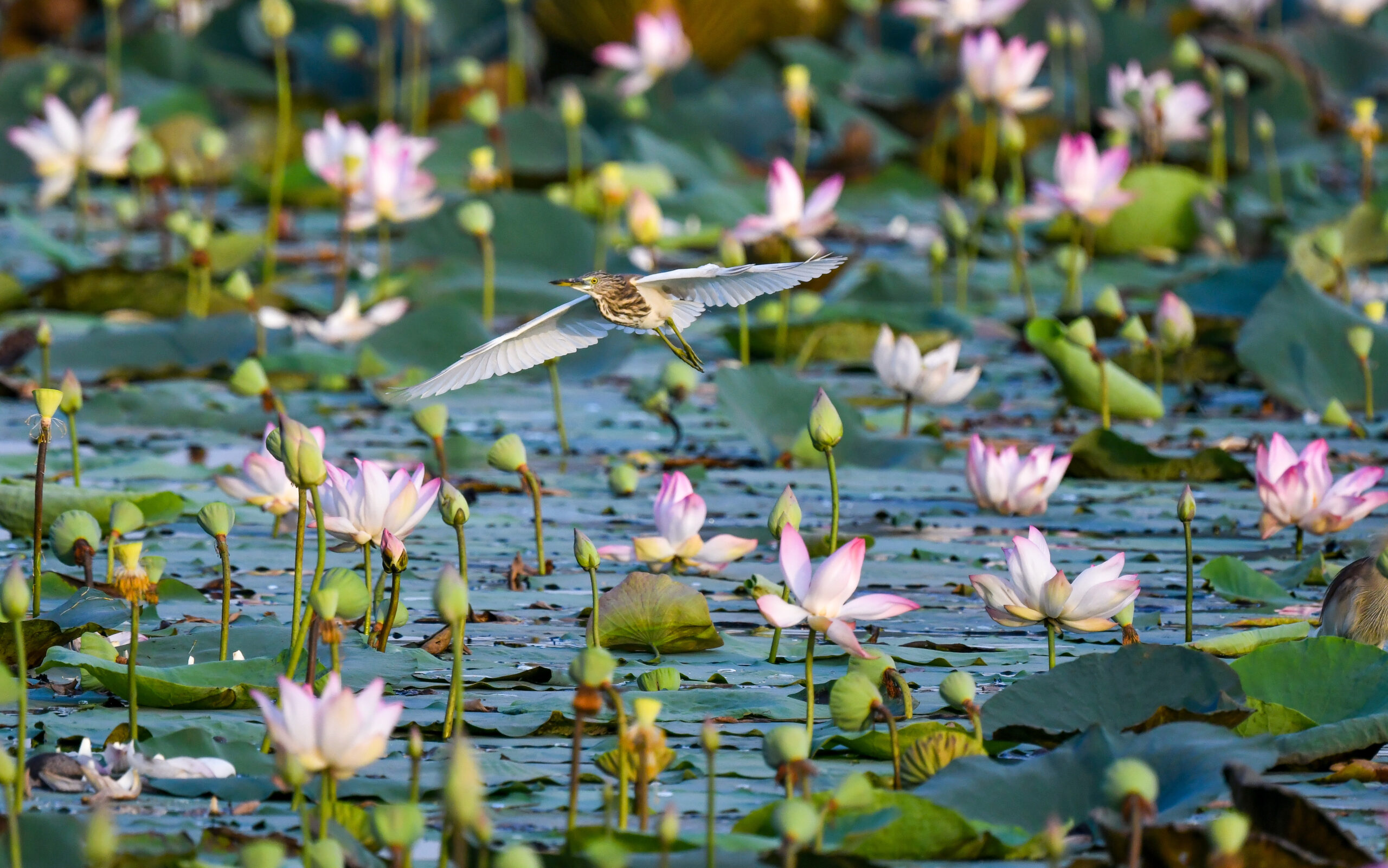 New Delhi: Wildlife at Lotus Garden in Yamuna River #Gallery New Delhi: Wildlife at Lotus Garden in Yamuna River #Gallery