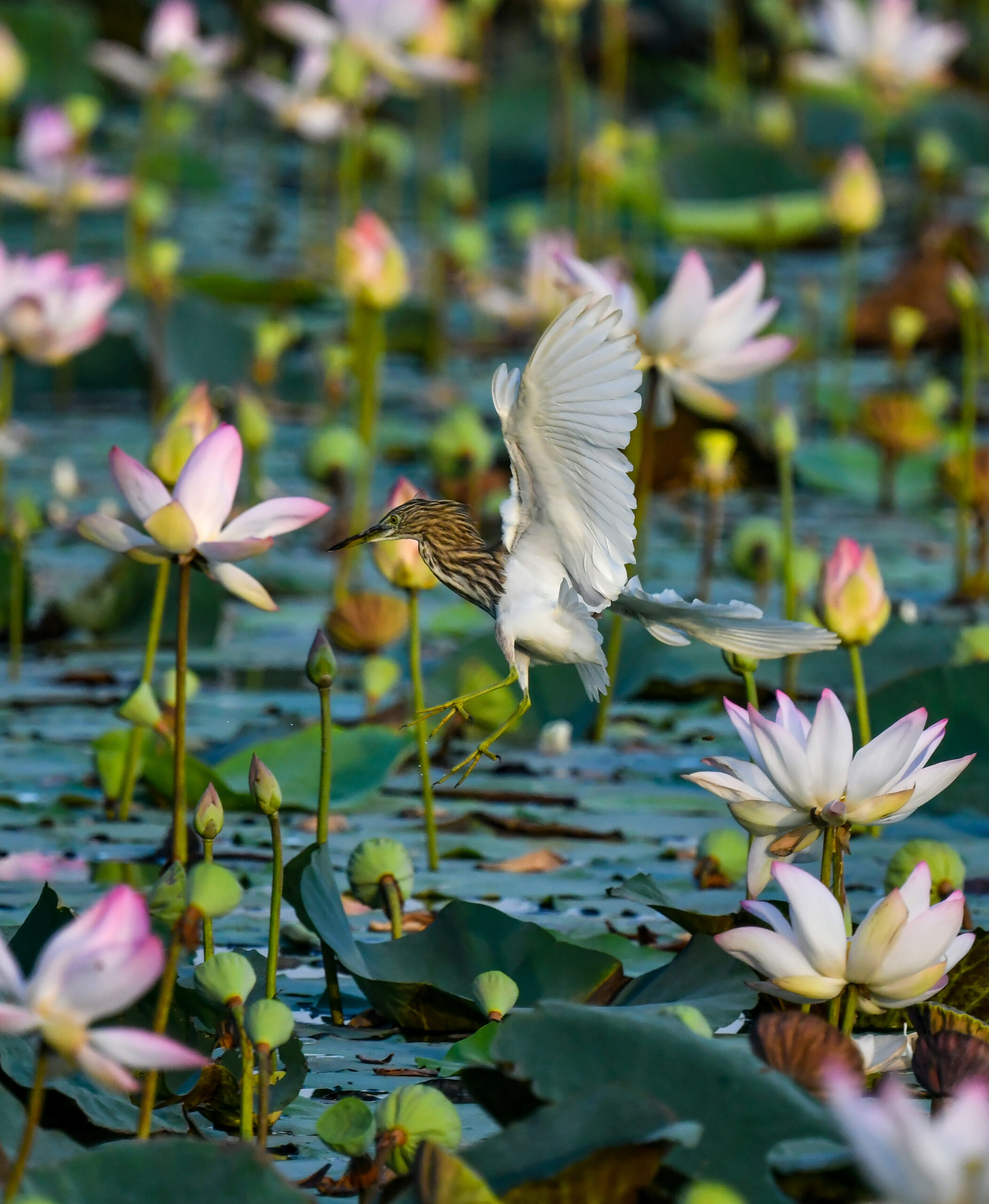 New Delhi: Wildlife at Lotus Garden in Yamuna River #Gallery New Delhi: Wildlife at Lotus Garden in Yamuna River #Gallery