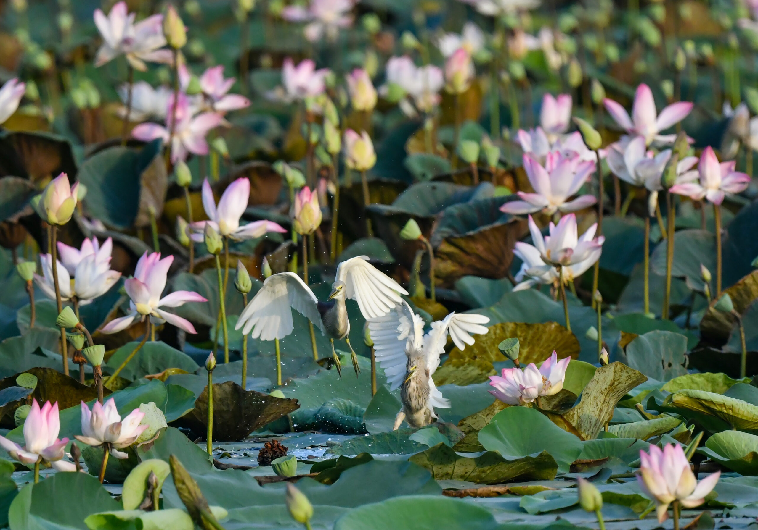 New Delhi: Wildlife at Lotus Garden in Yamuna River #Gallery New Delhi: Wildlife at Lotus Garden in Yamuna River #Gallery