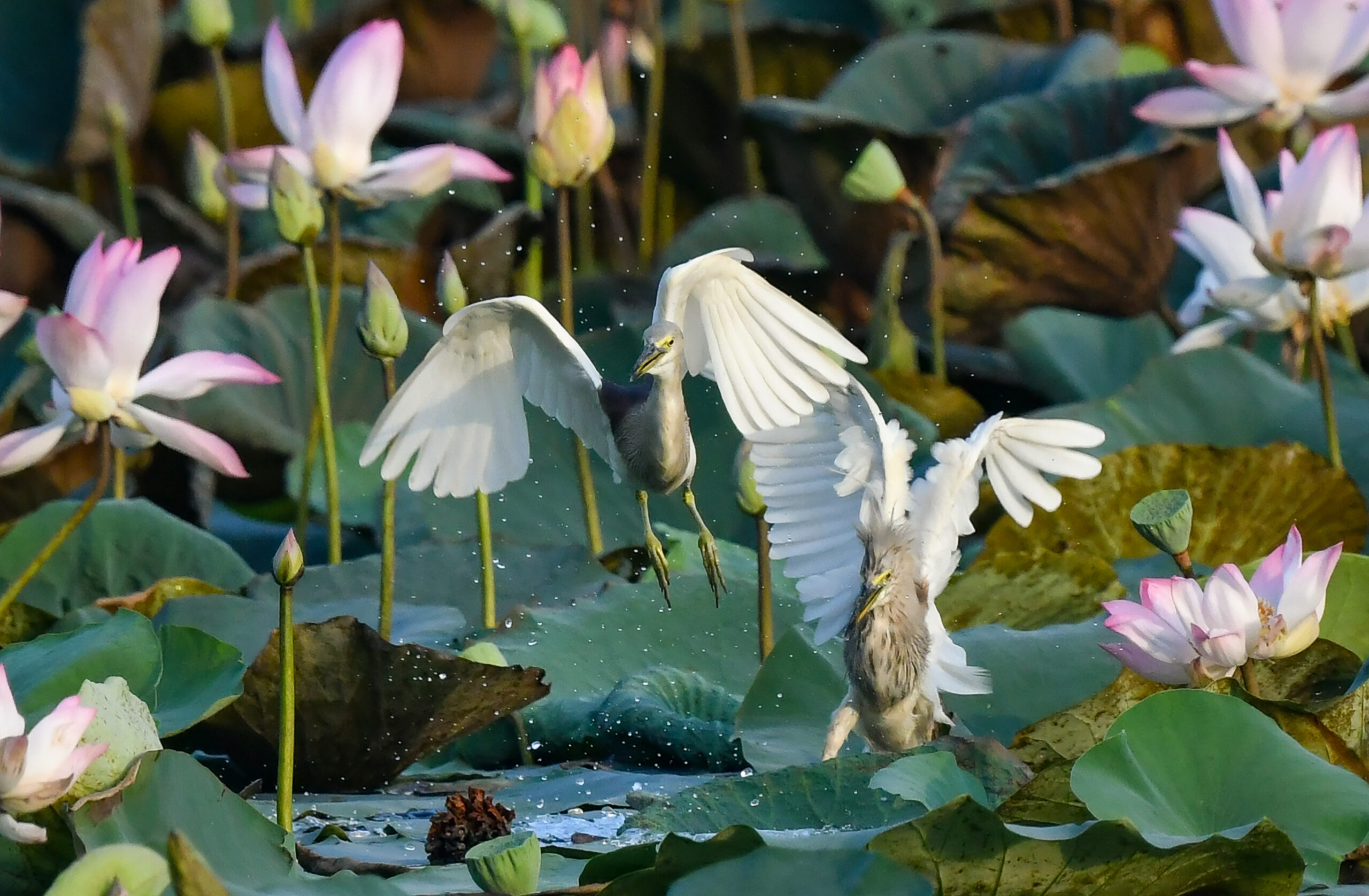 New Delhi: Wildlife at Lotus Garden in Yamuna River #Gallery New Delhi: Wildlife at Lotus Garden in Yamuna River #Gallery
