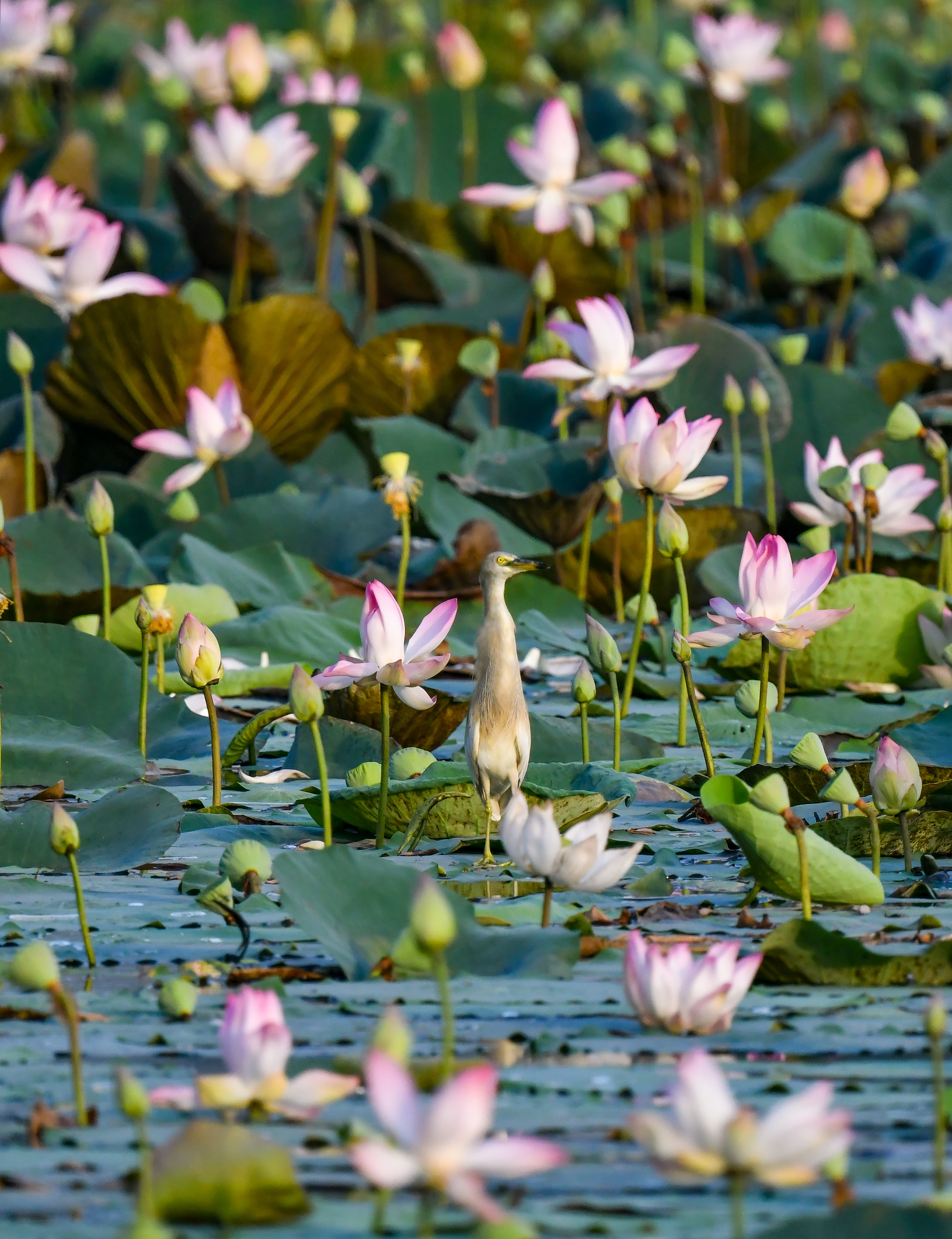 New Delhi: Wildlife at Lotus Garden in Yamuna River #Gallery New Delhi: Wildlife at Lotus Garden in Yamuna River #Gallery
