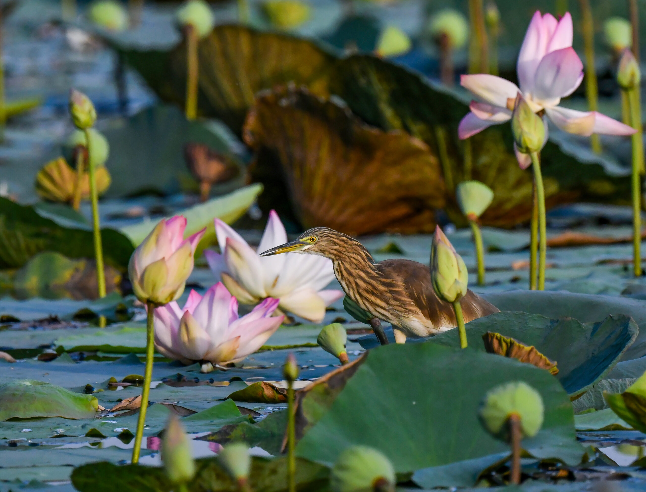 New Delhi: Wildlife at Lotus Garden in Yamuna River #Gallery New Delhi: Wildlife at Lotus Garden in Yamuna River #Gallery