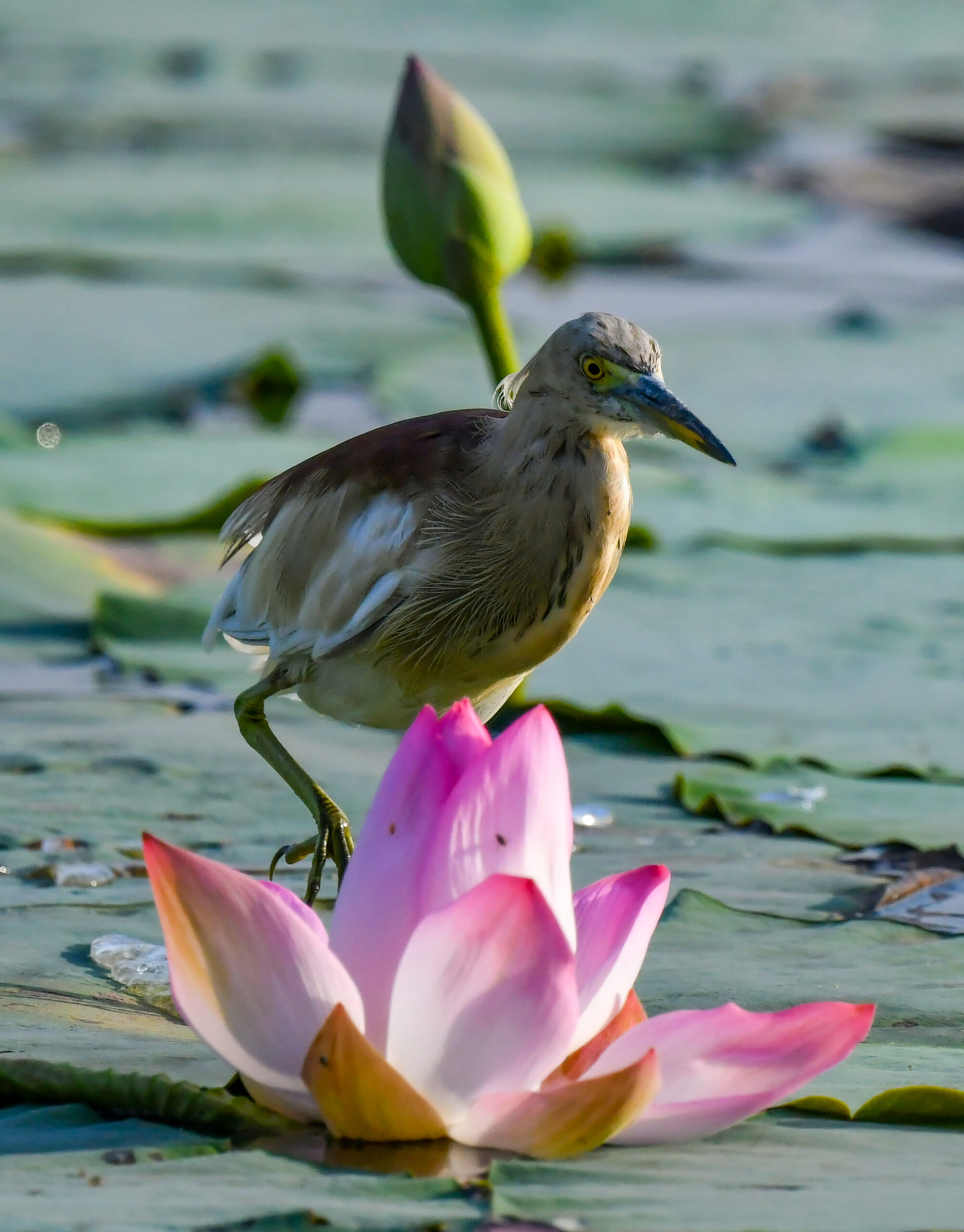 New Delhi: Wildlife at Lotus Garden in Yamuna River #Gallery New Delhi: Wildlife at Lotus Garden in Yamuna River #Gallery