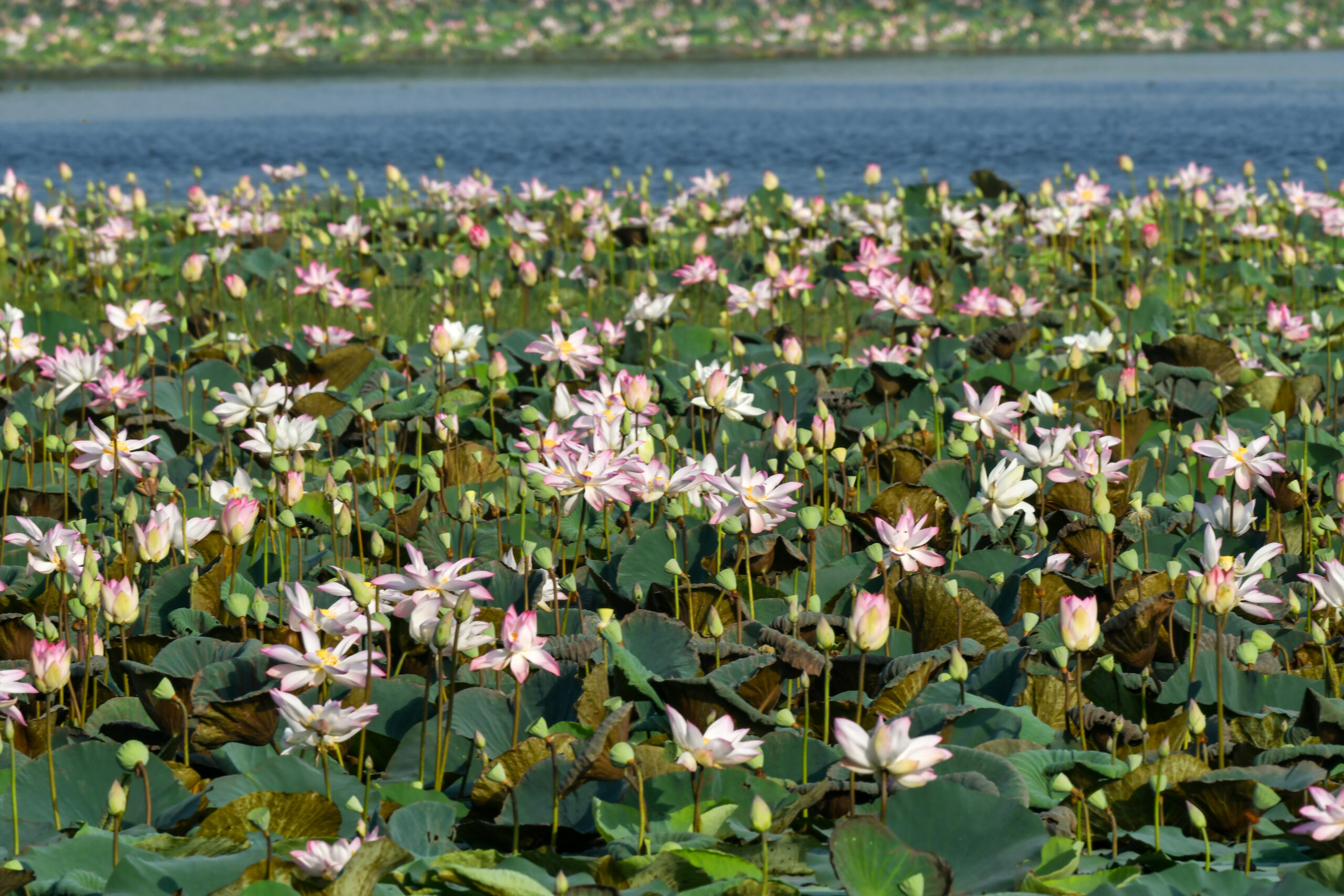 New Delhi: Wildlife at Lotus Garden in Yamuna River #Gallery New Delhi: Wildlife at Lotus Garden in Yamuna River #Gallery