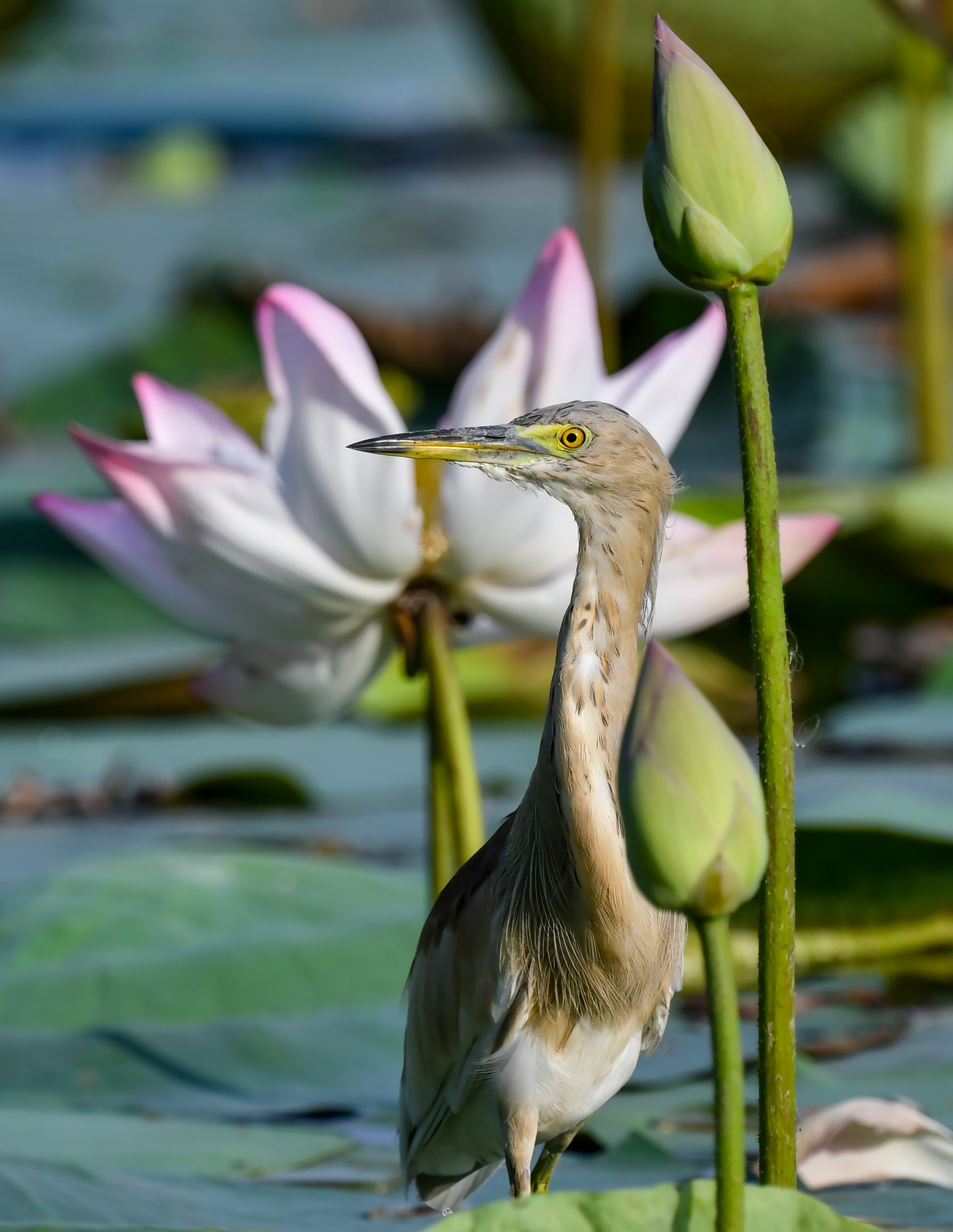 New Delhi: Wildlife at Lotus Garden in Yamuna River #Gallery New Delhi: Wildlife at Lotus Garden in Yamuna River #Gallery