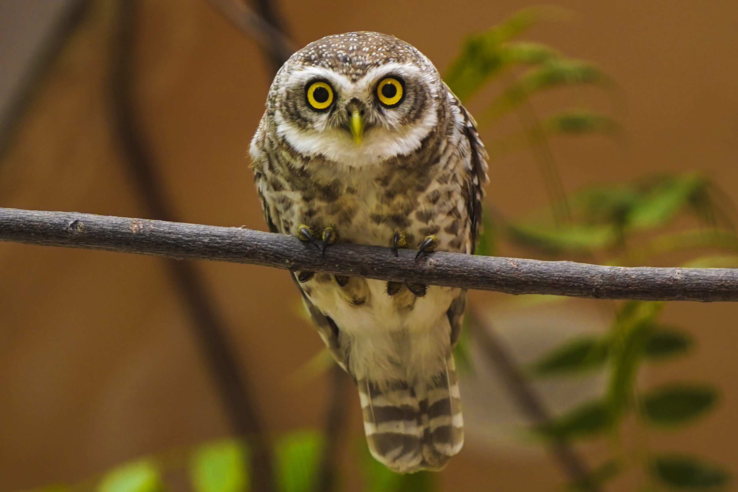 Ajmer: Owl Rests on Branch #Gallery Ajmer: Owl Rests on Branch #Gallery