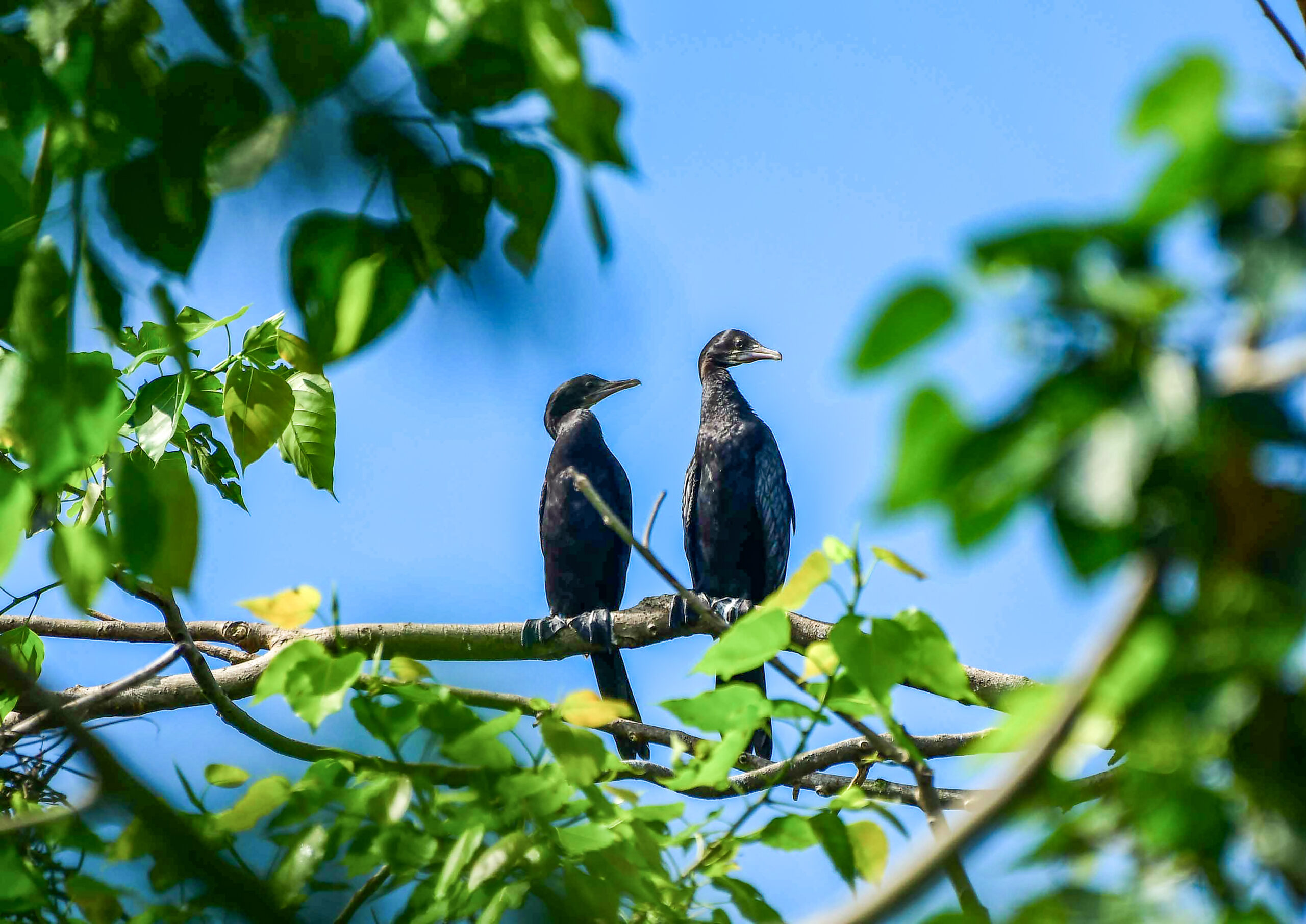 Nagaon: Cormorants perch on tree branch #Gallery Nagaon: Cormorants perch on tree branch #Gallery