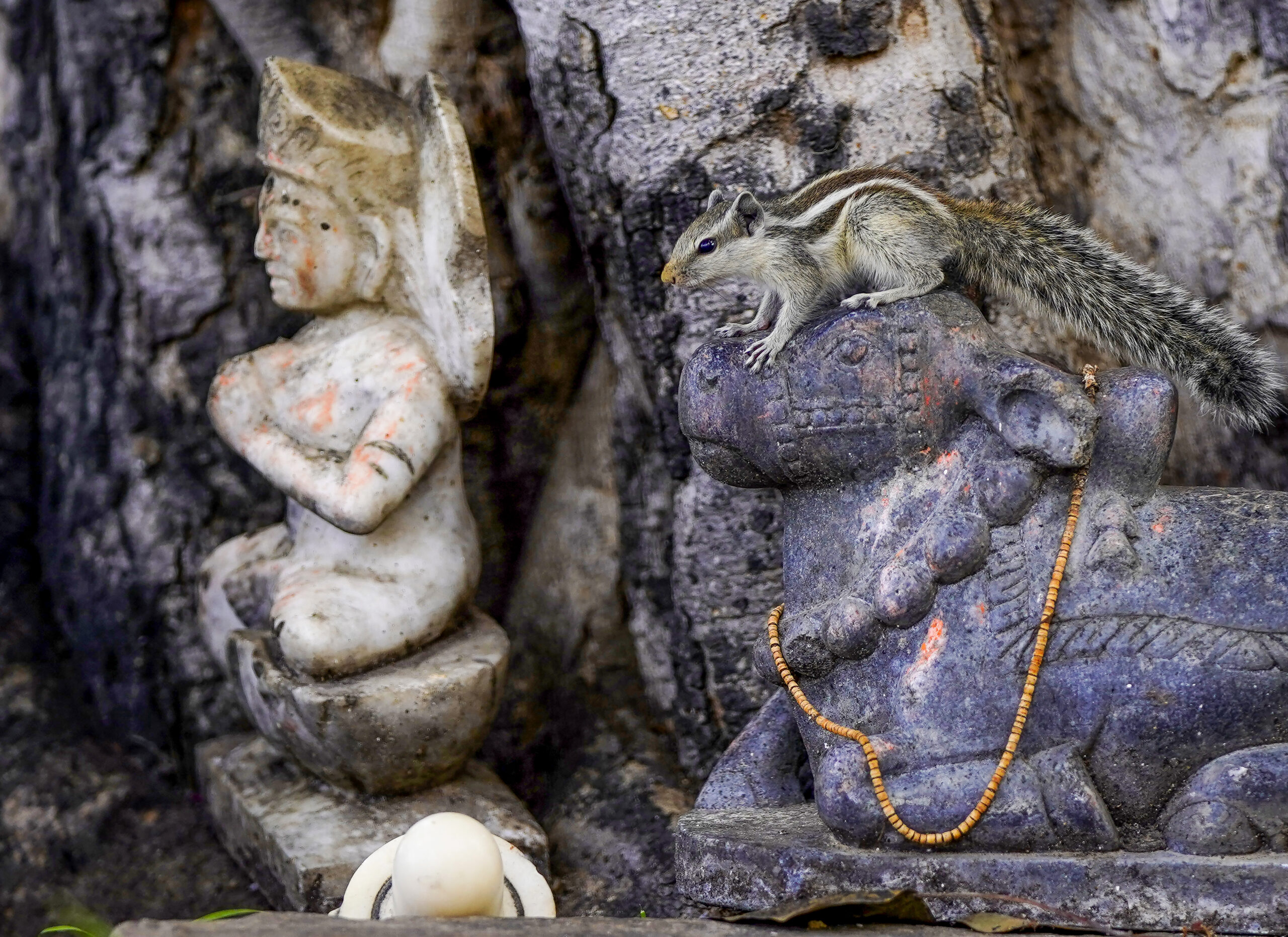 Pushkar: Squirrel sits on Nandi idol #Gallery Pushkar: Squirrel sits on Nandi idol #Gallery