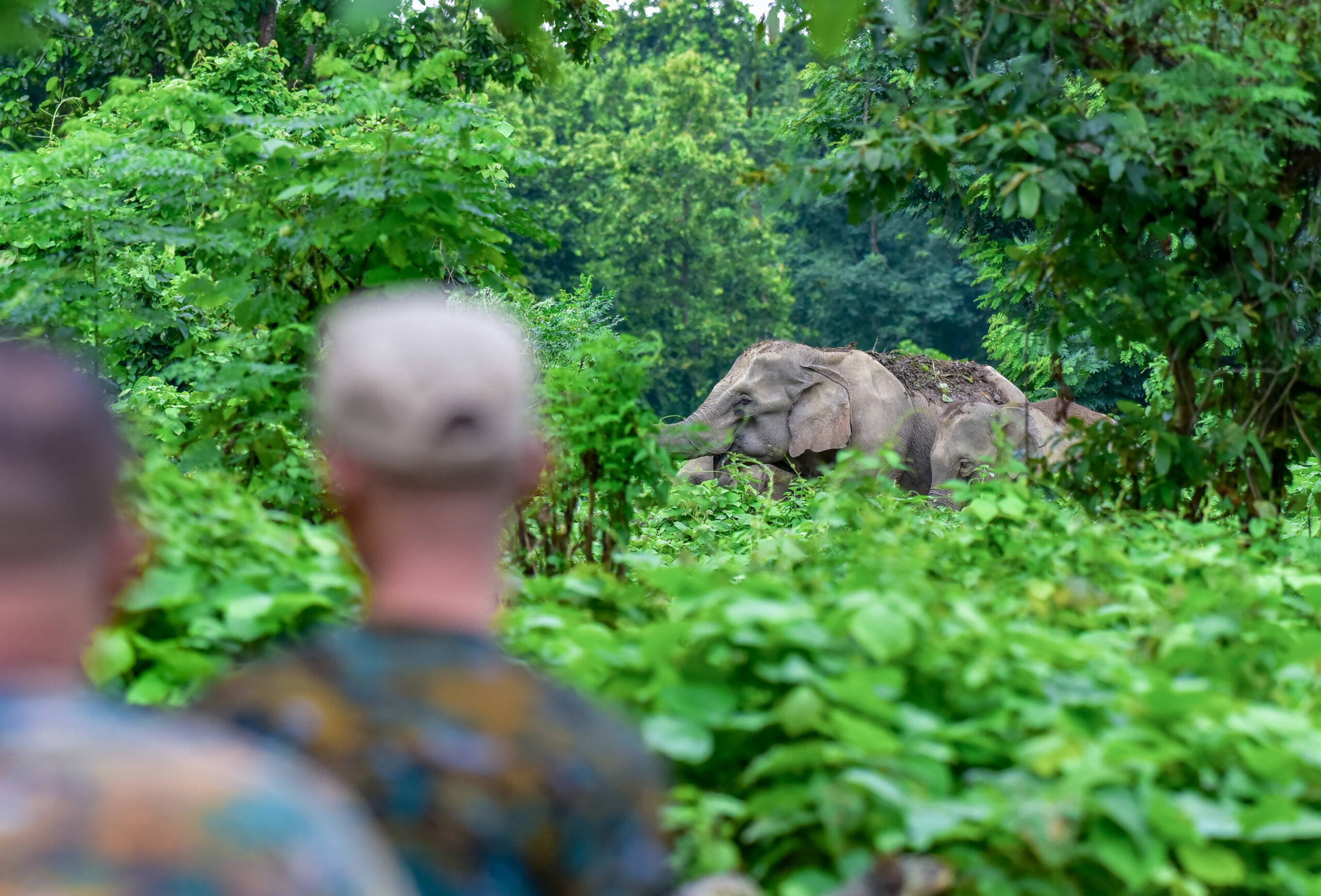 Kamrup: Asian Elephant Spotted in Forest #Gallery Kamrup: Asian Elephant Spotted in Forest #Gallery