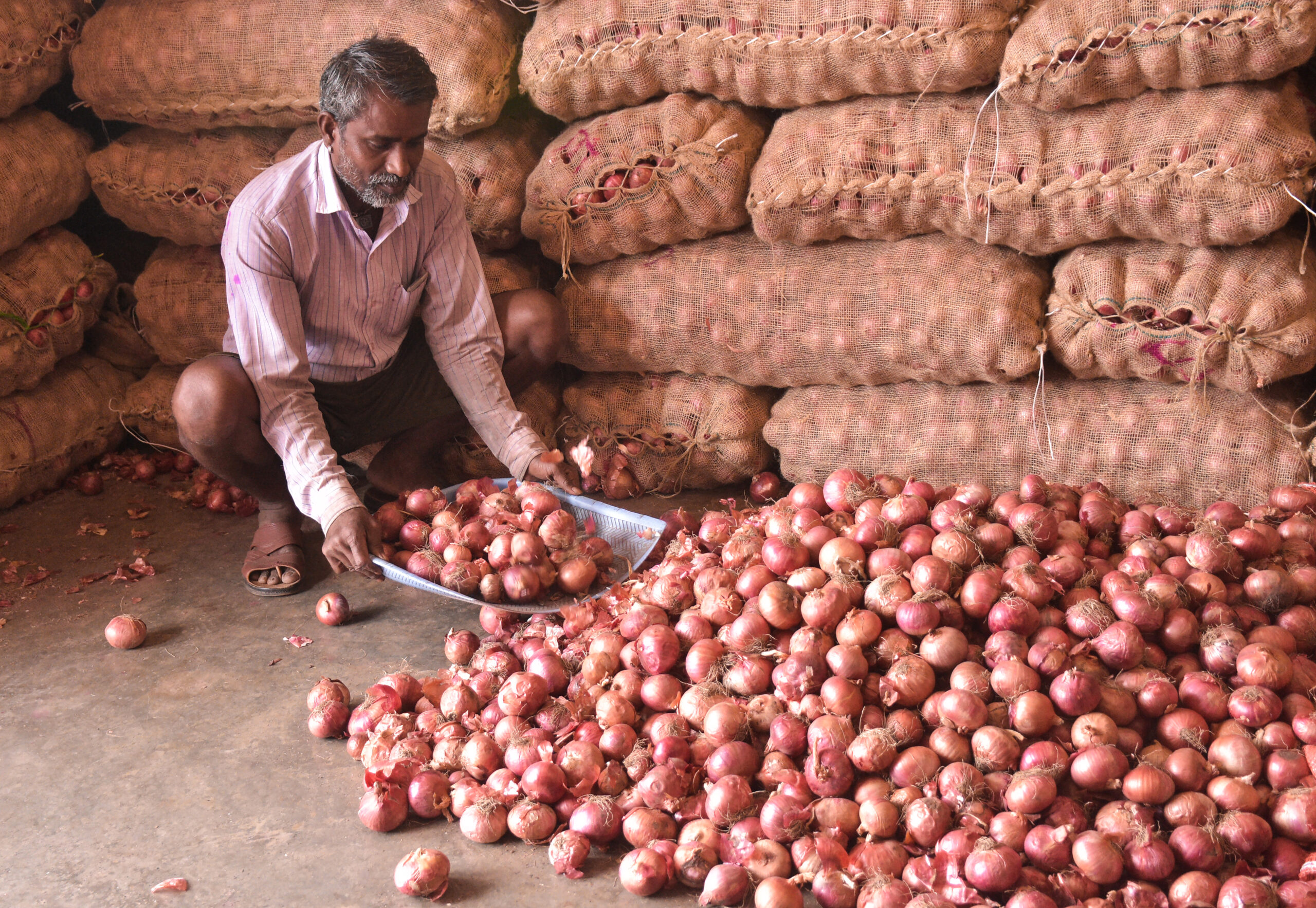 Surat: A worker sorts onions at APMC Sardar Market amid a surge in onion prices, with the wholesale price reaching ₹50 per kilogram, in Surat, Gujarat, on Wednesday, August 26, 2026. (Photo: IANS)