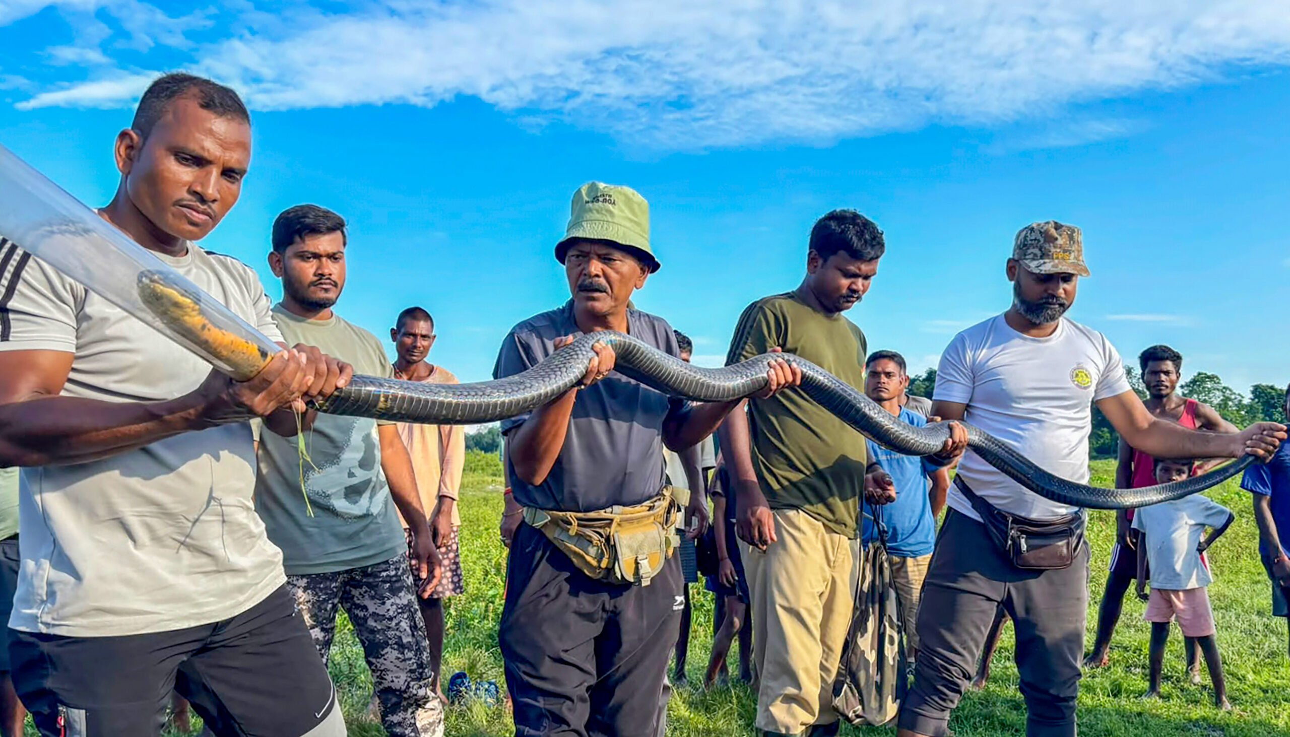 Jalpaiguri: A giant 12-foot-long King Cobra is rescued by a snake rescuer and Forest Department personnel in the Ransai area, in Jalpaiguri district, West Bengal, on Monday, September 14, 2026. (Photo: IANS)