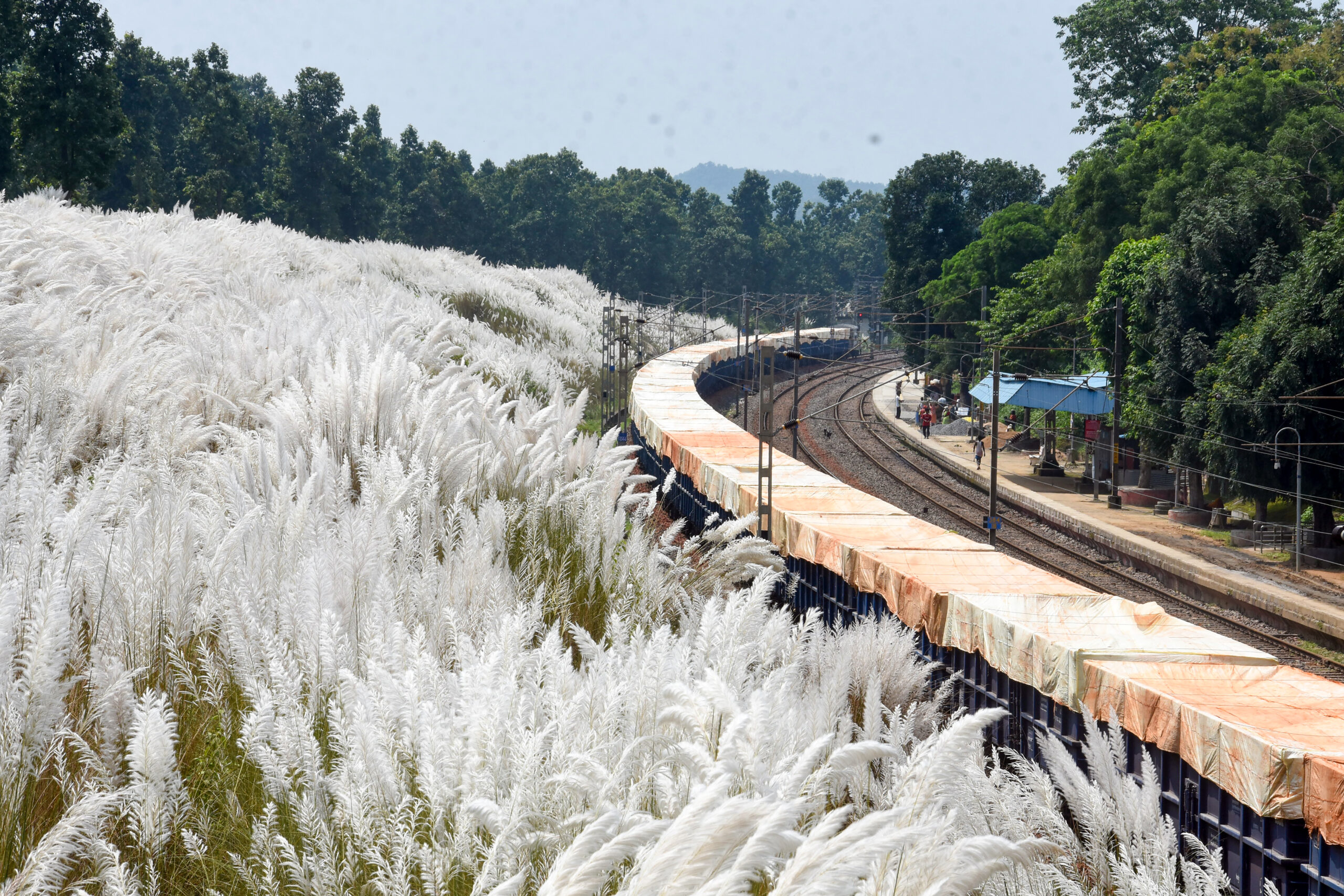 Ranchi: Kans Flowers Signal Retreat of Monsoon #Gallery Ranchi: Kans Flowers Signal Retreat of Monsoon #Gallery