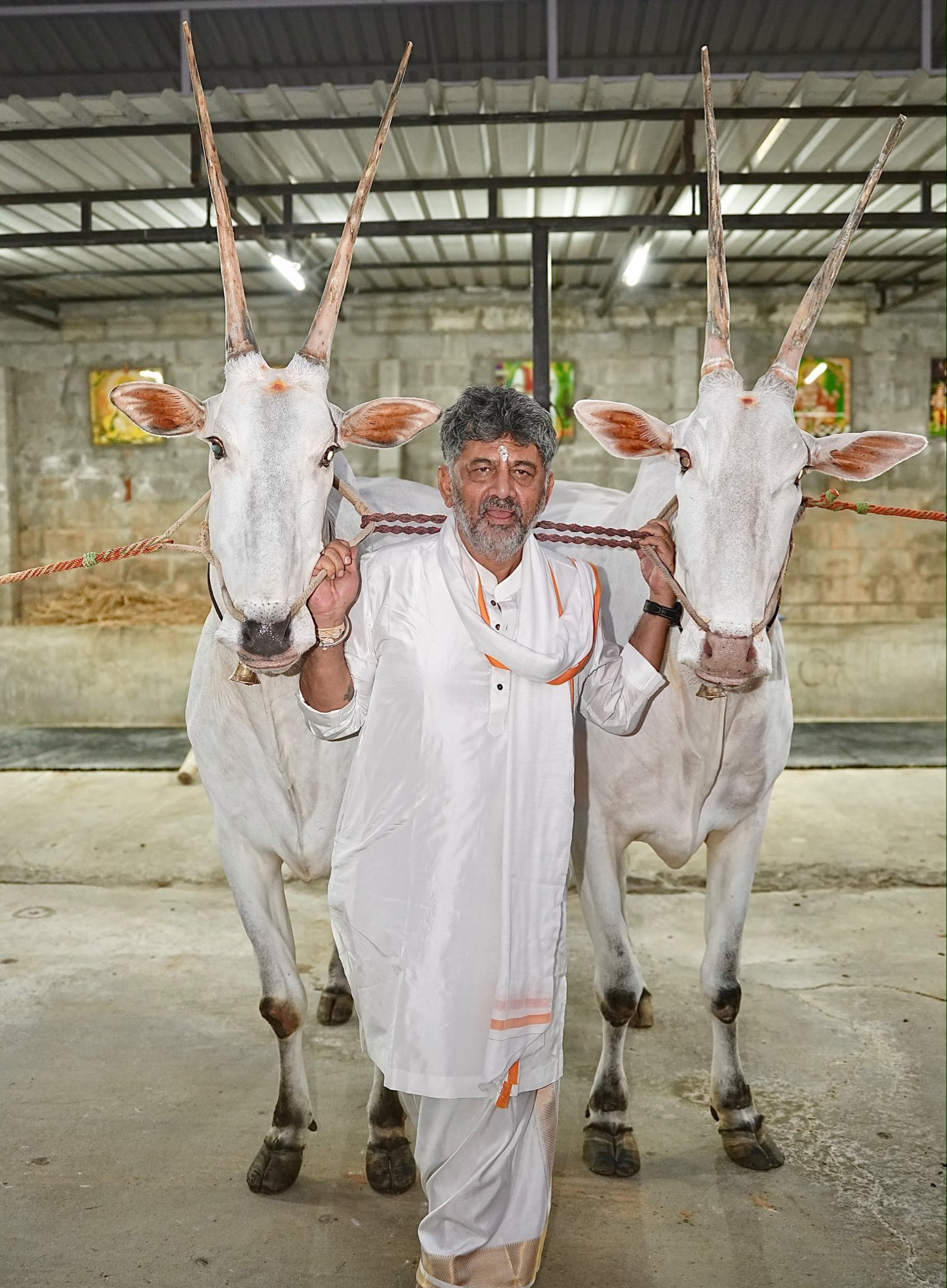 Bengaluru: Karnataka Chief Minister D.K. Shivakumar with cattle during a visit to a cowshed in Karnataka on Monday, September 14, 2026. (Photo: IANS/X/@DKShivakumar)