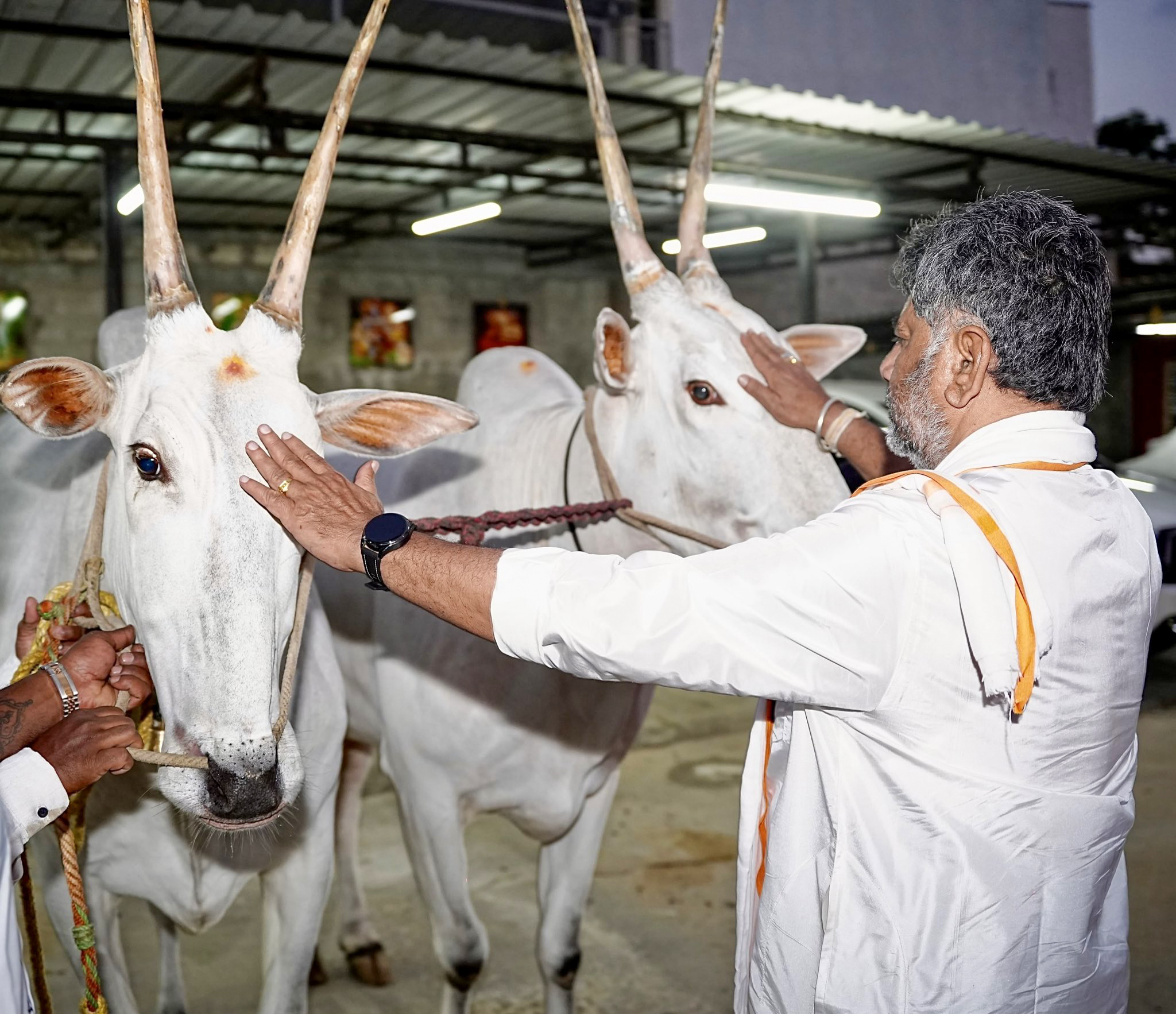 Bengaluru: CM DK Shivakumar Visits Cowshed #Gallery Bengaluru: CM DK Shivakumar Visits Cowshed #Gallery