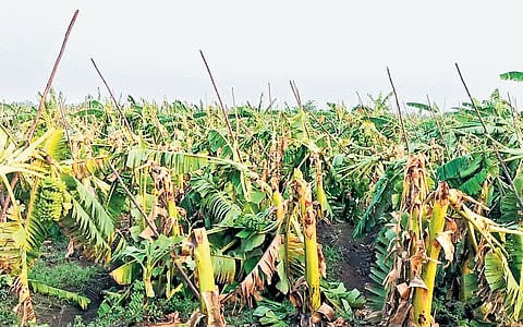 Storm destroys over 10,000 banana plants in TN's Erode; farmers suffer losses Storm destroys over 10,000 banana plants in TN's Erode; farmers suffer losses