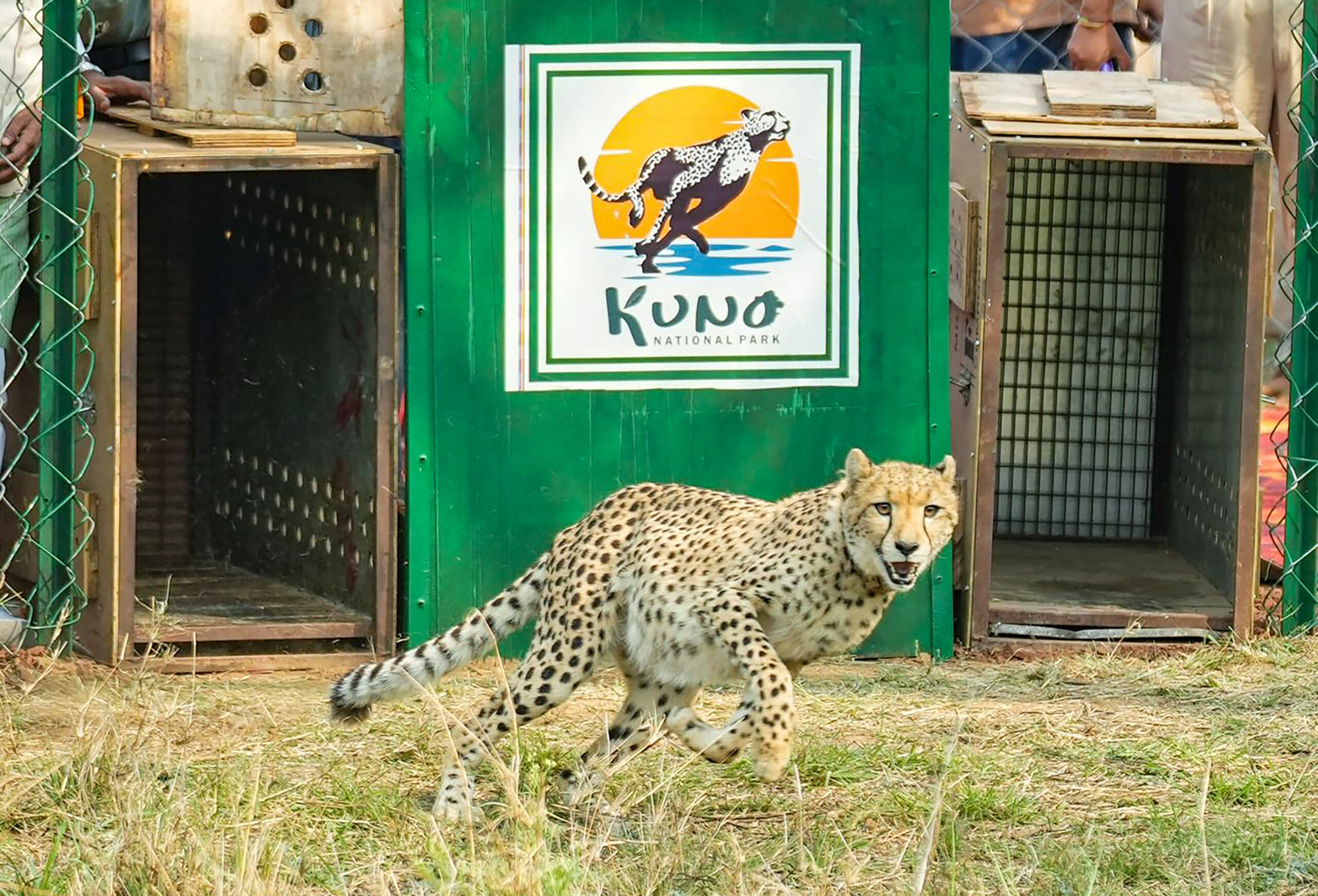 Sheopur: A female cheetah roams in the open forest after being released from the quarantine enclosure at Kuno National Park under Project Cheetah by Madhya Pradesh Chief Minister Mohan Yadav in Sheopur district on Monday, May 11, 2026. (Photo: IANS/X/@CMMadhyaPradesh)