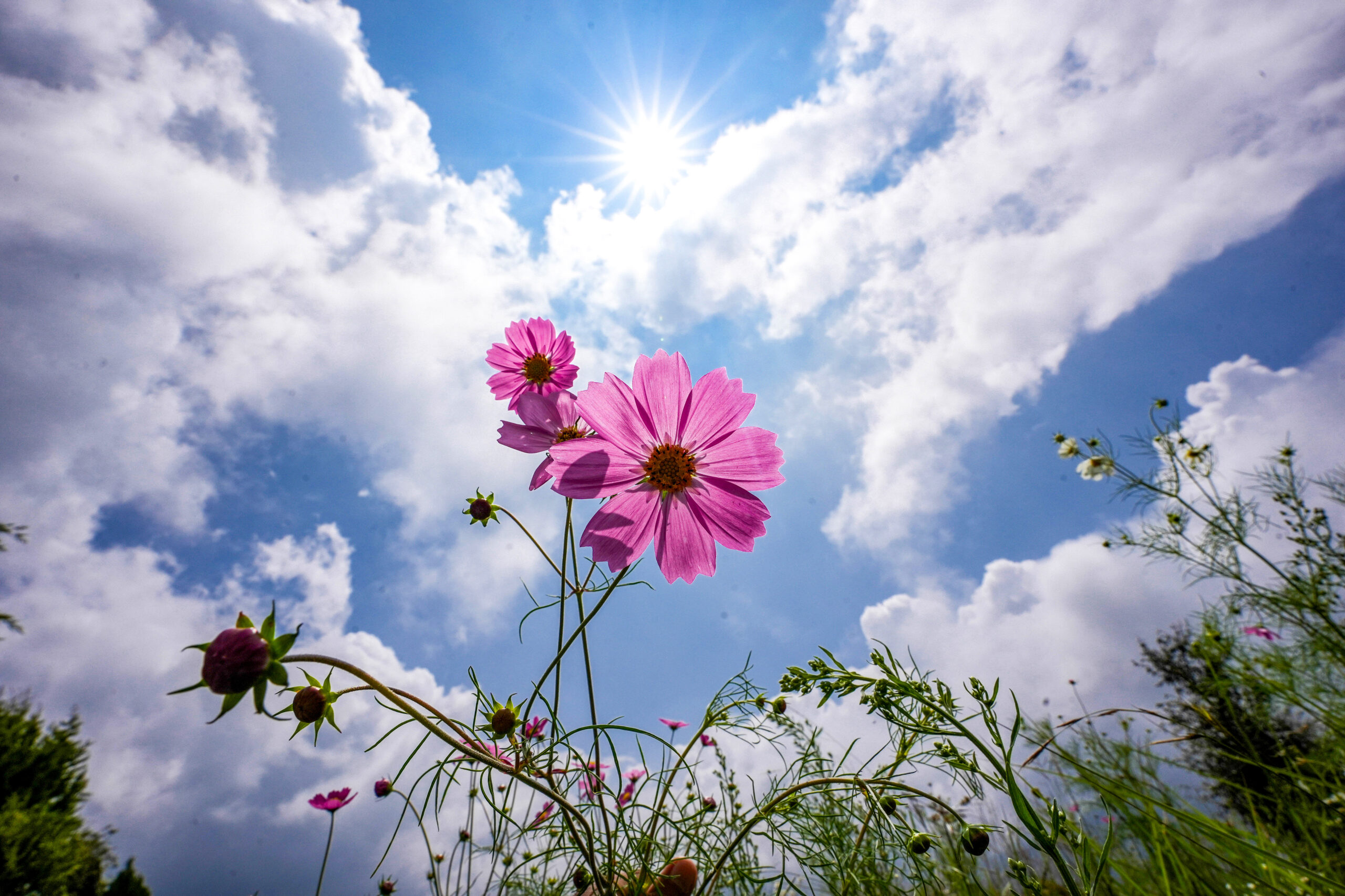 Nainital: Cosmos flowers bloom under clear monsoon sky #Gallery Nainital: Cosmos flowers bloom under clear monsoon sky #Gallery
