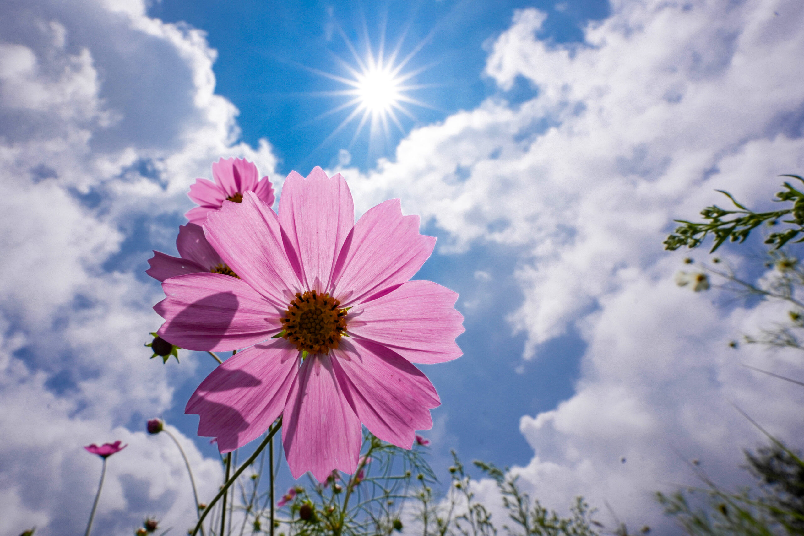 Nainital: Cosmos flowers bloom under clear monsoon sky #Gallery Nainital: Cosmos flowers bloom under clear monsoon sky #Gallery