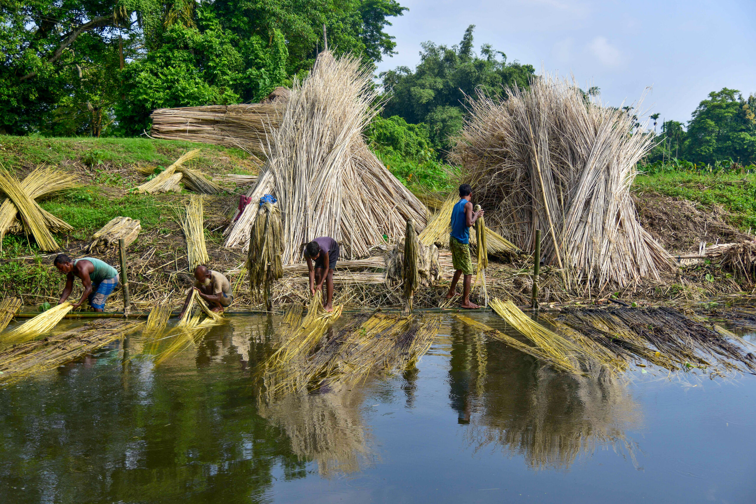 Nagaon: Farmer extracts jute fibres from decomposed plants #Gallery Nagaon: Farmer extracts jute fibres from decomposed plants #Gallery