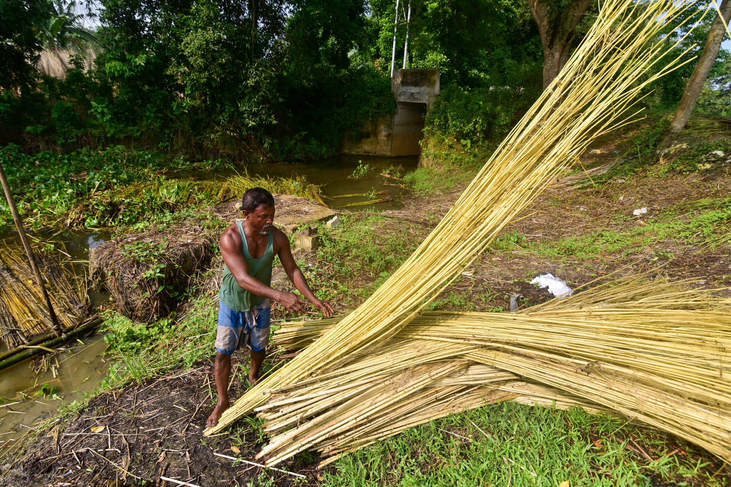 Nagaon: Farmer extracts jute fibres from decomposed plants #Gallery Nagaon: Farmer extracts jute fibres from decomposed plants #Gallery
