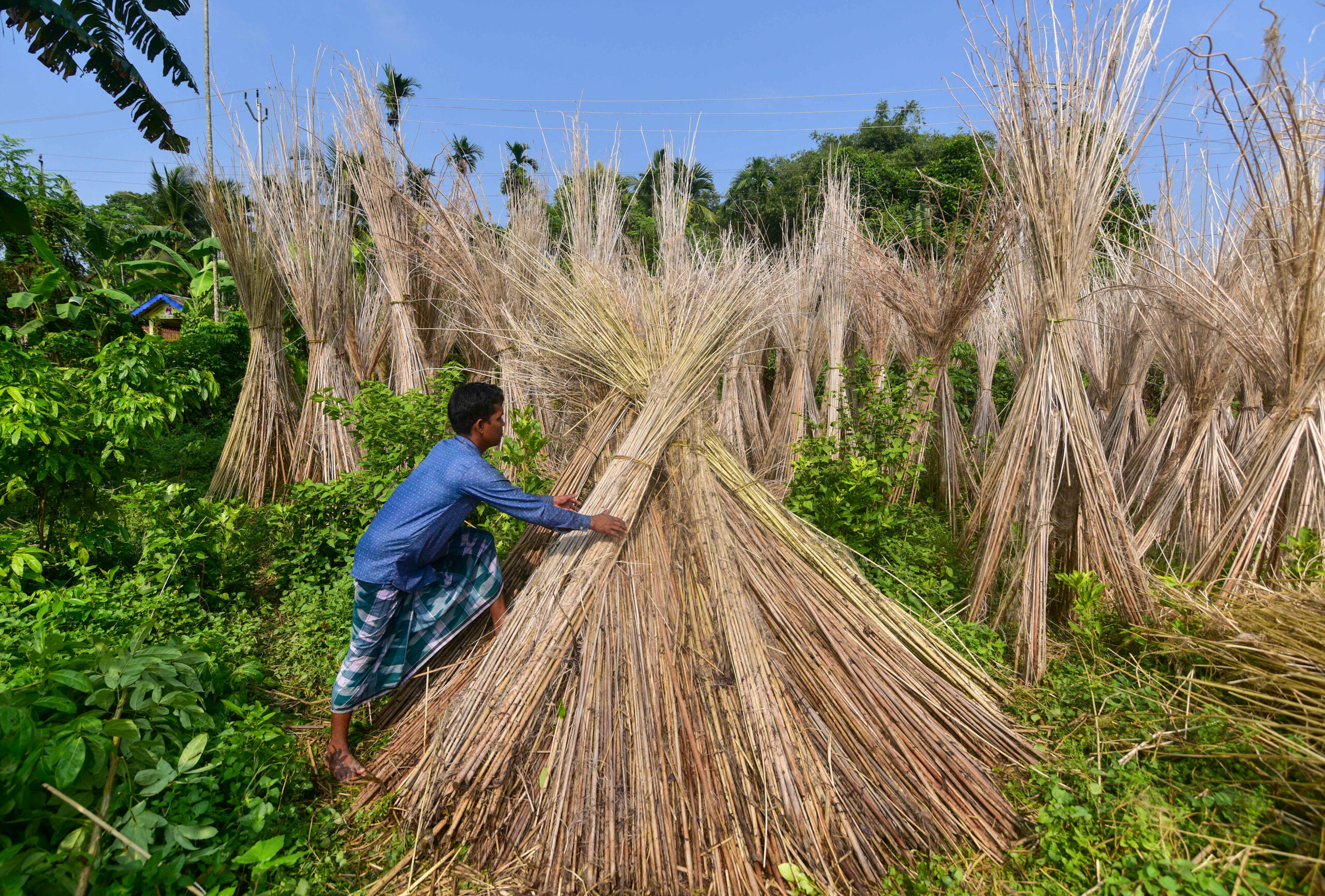 Nagaon: Farmer extracts jute fibres from decomposed plants #Gallery Nagaon: Farmer extracts jute fibres from decomposed plants #Gallery
