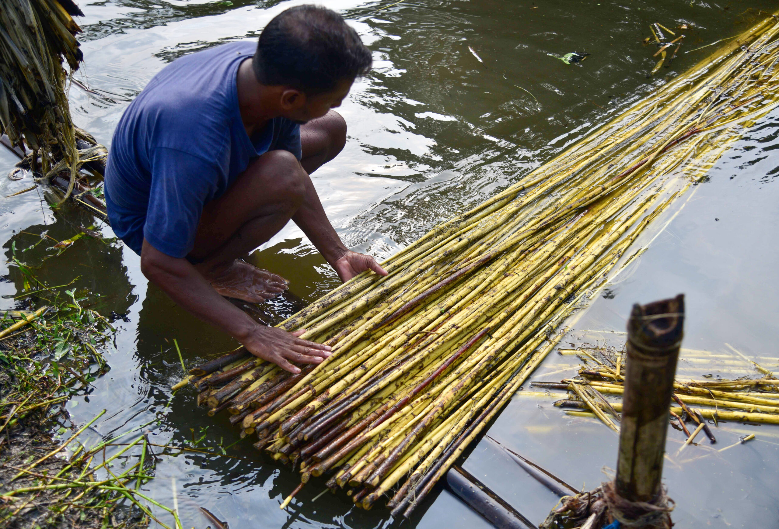 Nagaon: Farmer extracts jute fibres from decomposed plants #Gallery Nagaon: Farmer extracts jute fibres from decomposed plants #Gallery