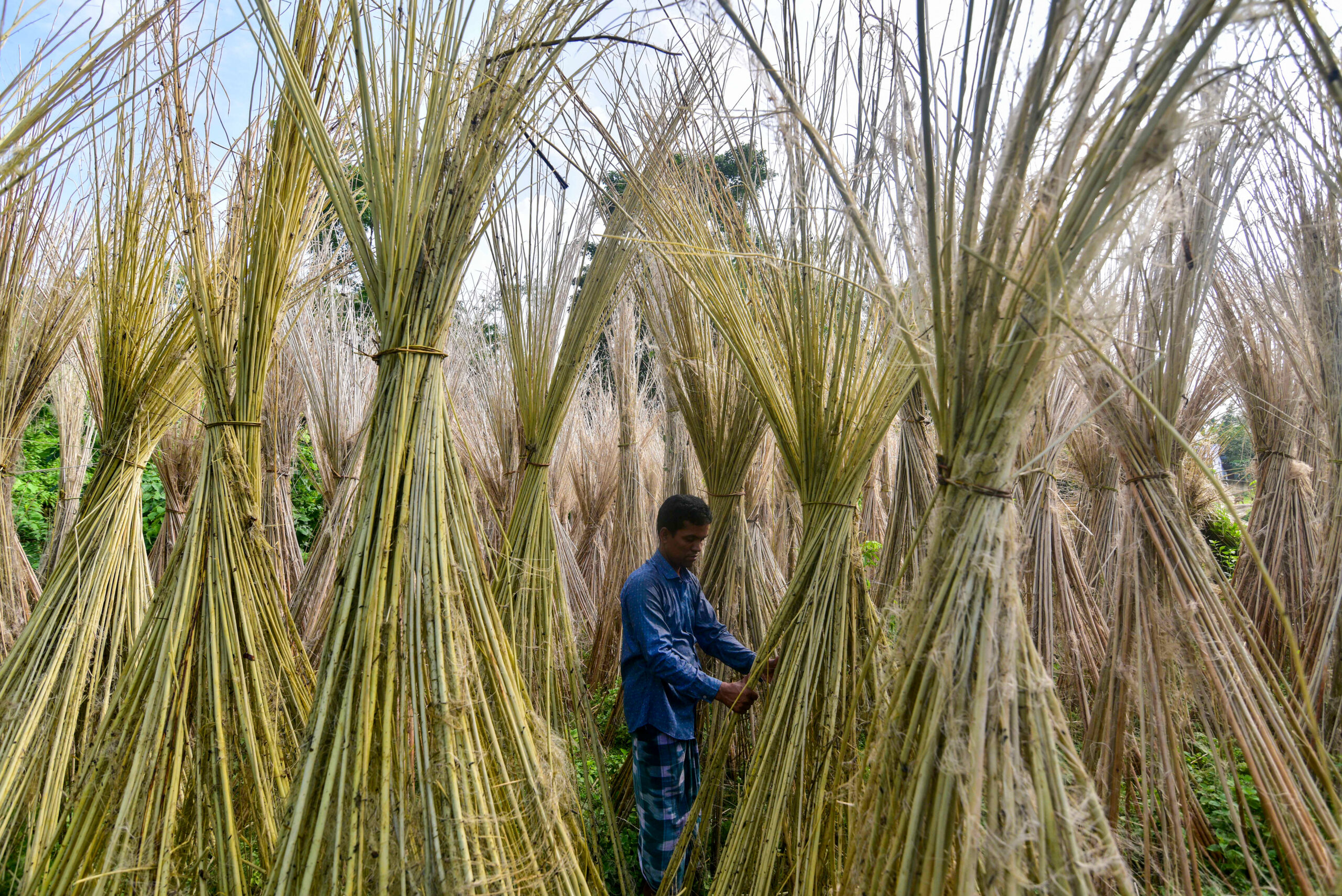 Nagaon: Farmer extracts jute fibres from decomposed plants #Gallery Nagaon: Farmer extracts jute fibres from decomposed plants #Gallery