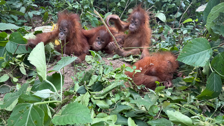 Two of five rescued baby orangutans found anaemic; further health assessment awaited Two of five rescued baby orangutans found anaemic; further health assessment awaited