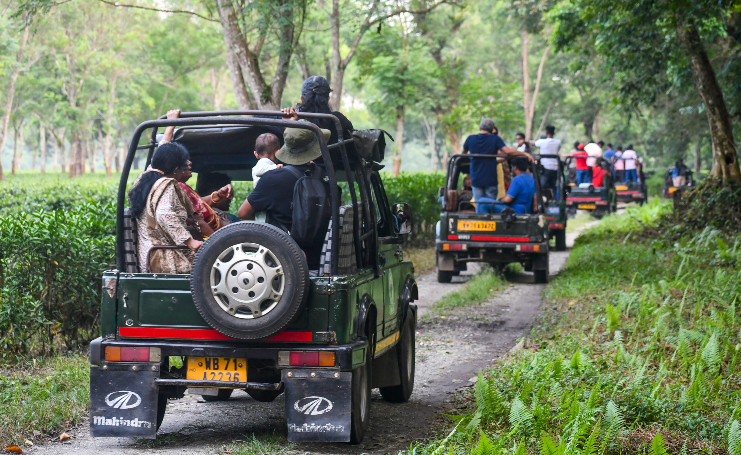Jalpaiguri: Tourists head to Gorumara National Park #Gallery Jalpaiguri: Tourists head to Gorumara National Park #Gallery