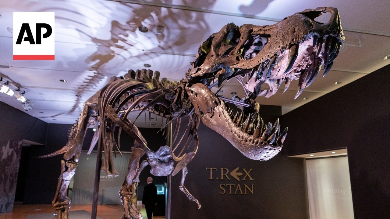 T. rex's body temperature was similar to humans, study finds (Video)