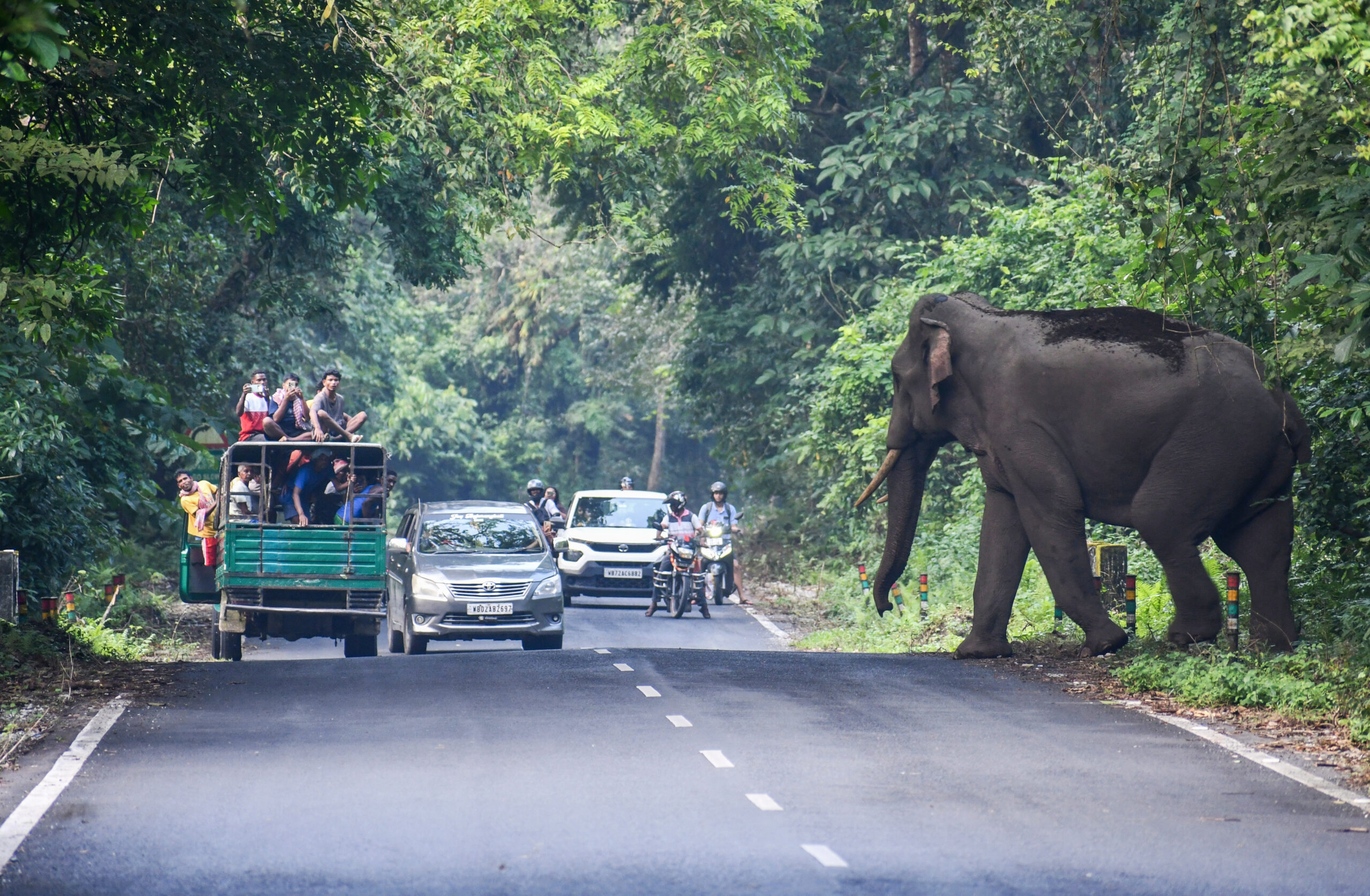 Jalpaiguri: A wild elephant crosses the Lataguri forest road as commuters stop to watch along National Highway 717 between Lataguri and Gorumara forest, in Jalpaiguri district, West Bengal, on Friday, September 18, 2026. (Photo: IANS)