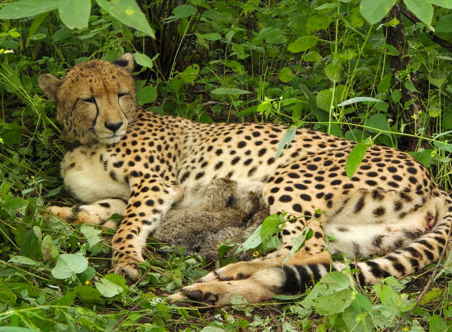 Kuno: India born cheetah KGP12 gives birth to four cubs #Gallery Kuno: India born cheetah KGP12 gives birth to four cubs #Gallery