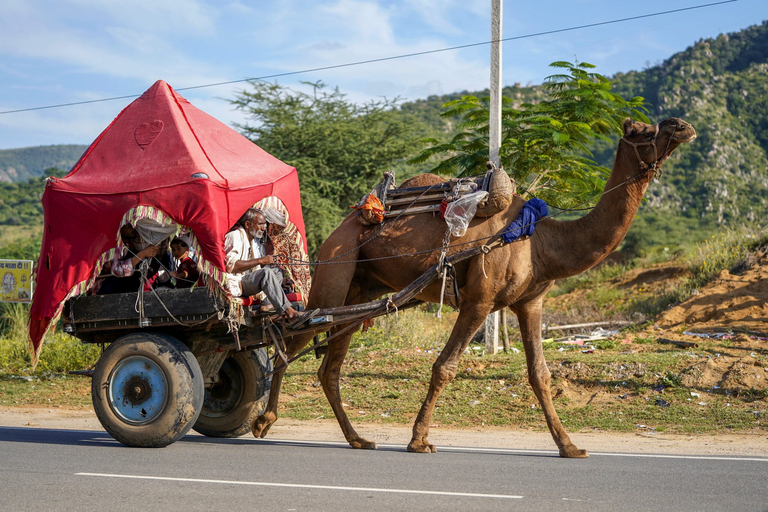 Pushkar: Camel safari - #Gallery Pushkar: Camel safari - #Gallery