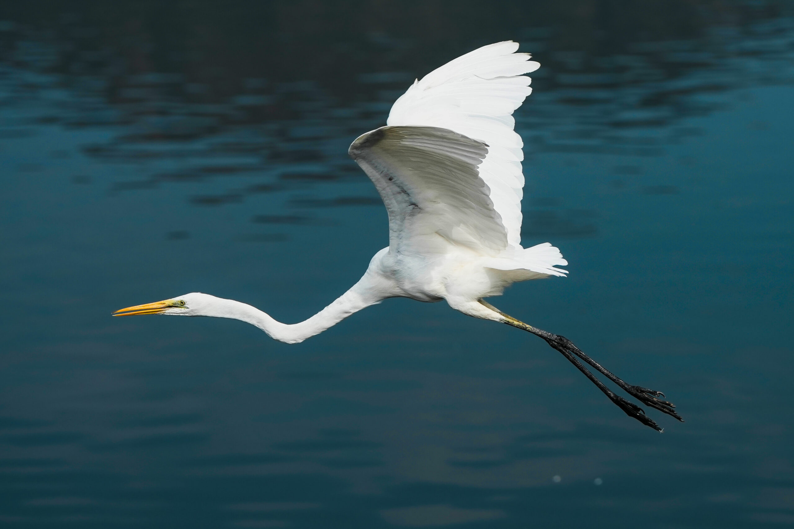 Ajmer: Egret flies over Anasagar Lake #Gallery Ajmer: Egret flies over Anasagar Lake #Gallery