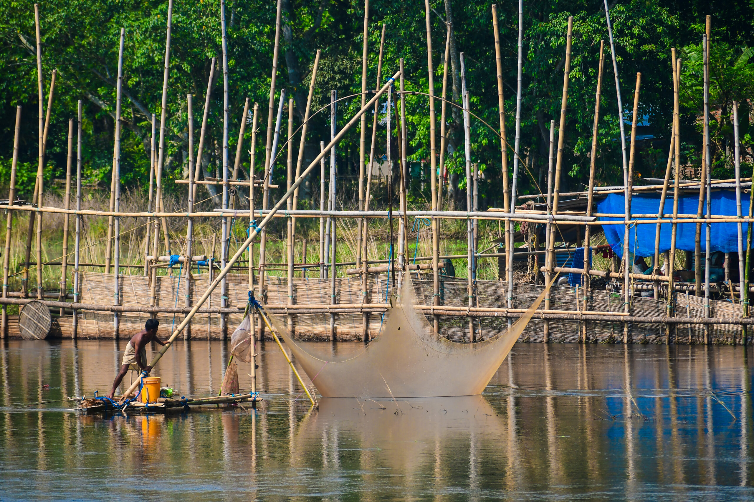 Nagaon: Fisherman catches fish using net #Gallery Nagaon: Fisherman catches fish using net #Gallery