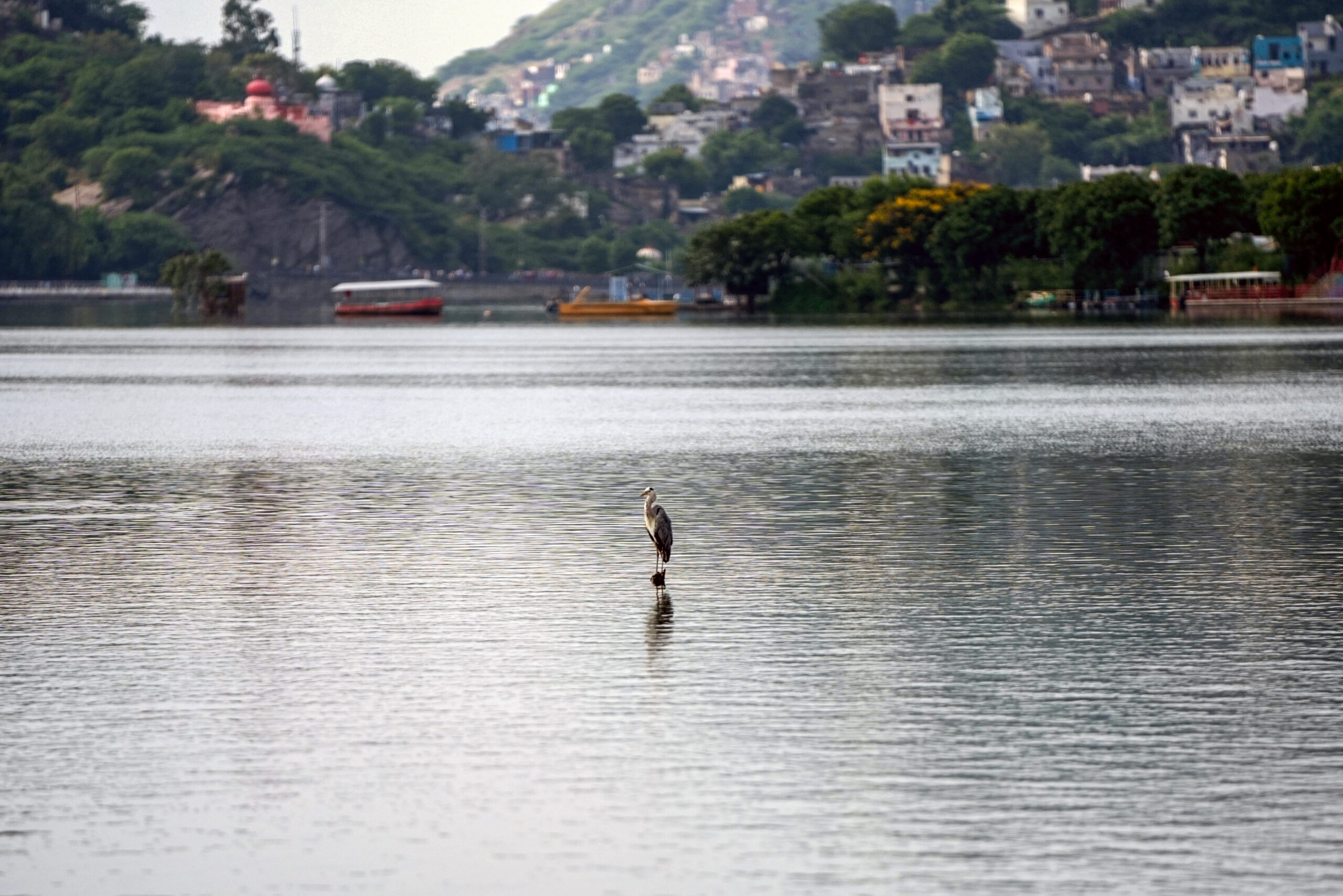 Ajmer: Grey Heron spotted standing in lake #Gallery Ajmer: Grey Heron spotted standing in lake #Gallery