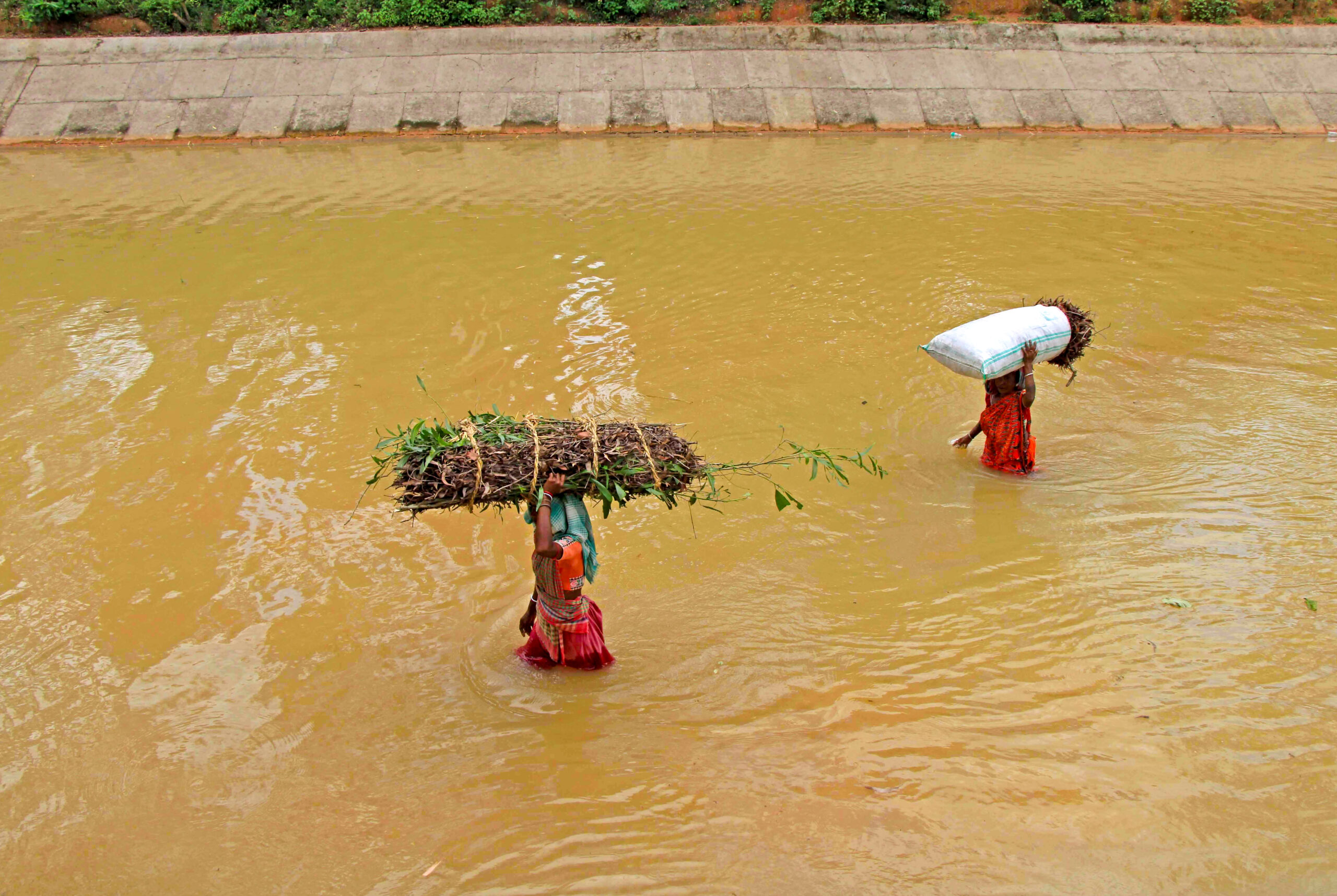 Birbhum: Tribal women cross Mayurakshi South Canals carrying firewood #Gallery Birbhum: Tribal women cross Mayurakshi South Canals carrying firewood #Gallery