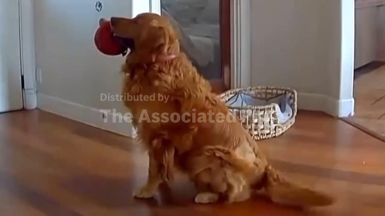 Golden retriever brings toys to the intruder who breaks into his house (Video)