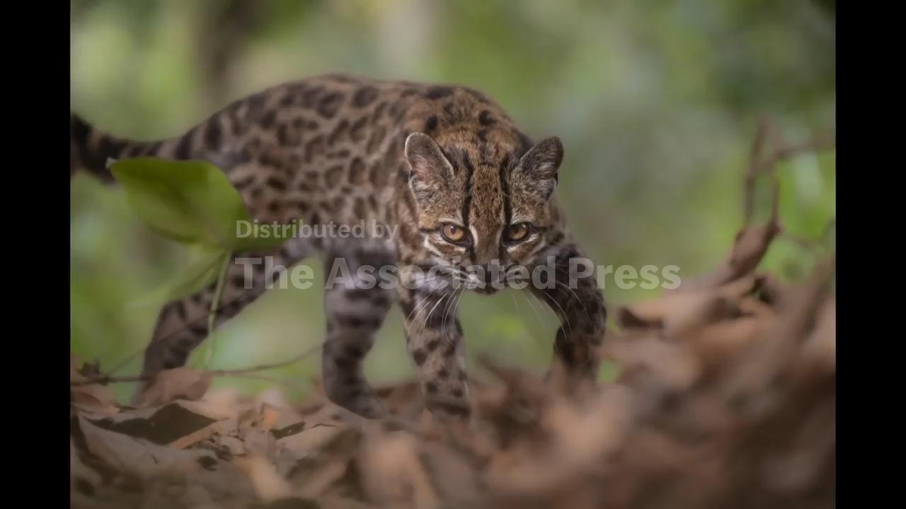 The Bolivian Tilcayo leopard is the first new species of cat to be discovered in over a century (Video) The Bolivian Tilcayo leopard is the first new species of cat to be discovered in over a century (Video)