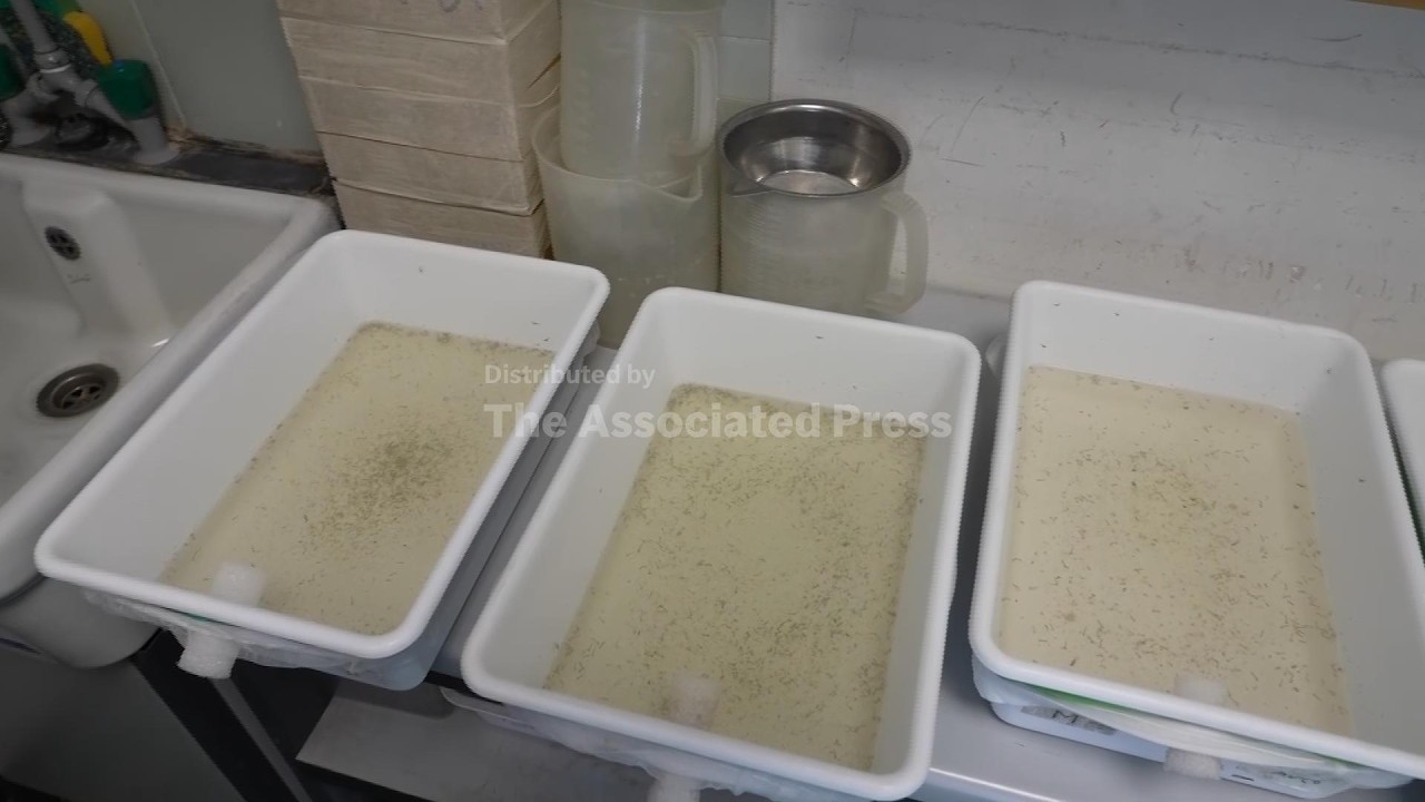 As Europe warms, Italy sees West Nile virus spread farther and longer (Video) As Europe warms, Italy sees West Nile virus spread farther and longer (Video)